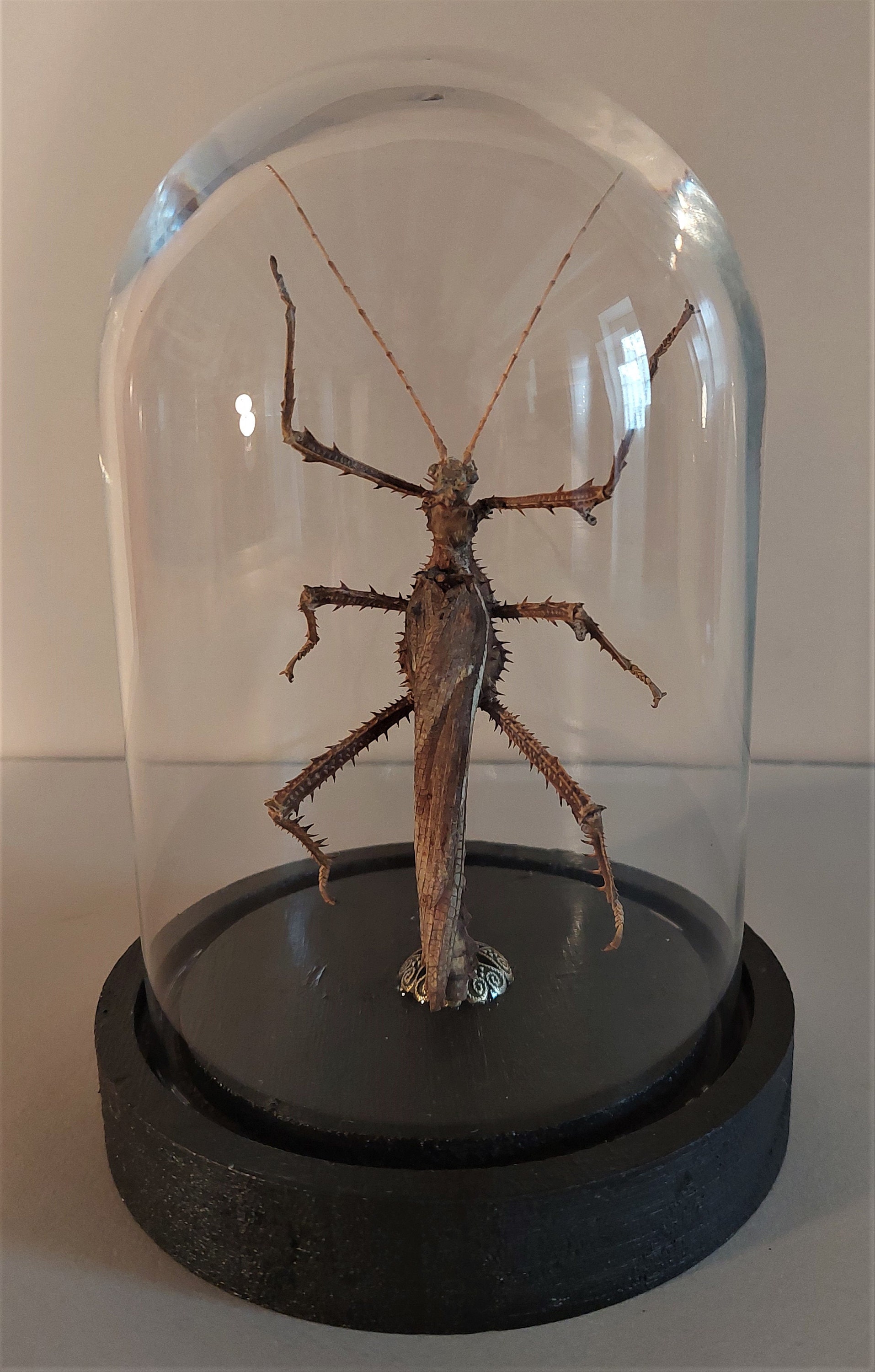Cabinet de Curiosités Globe avec Phasme Horricantha Horrida