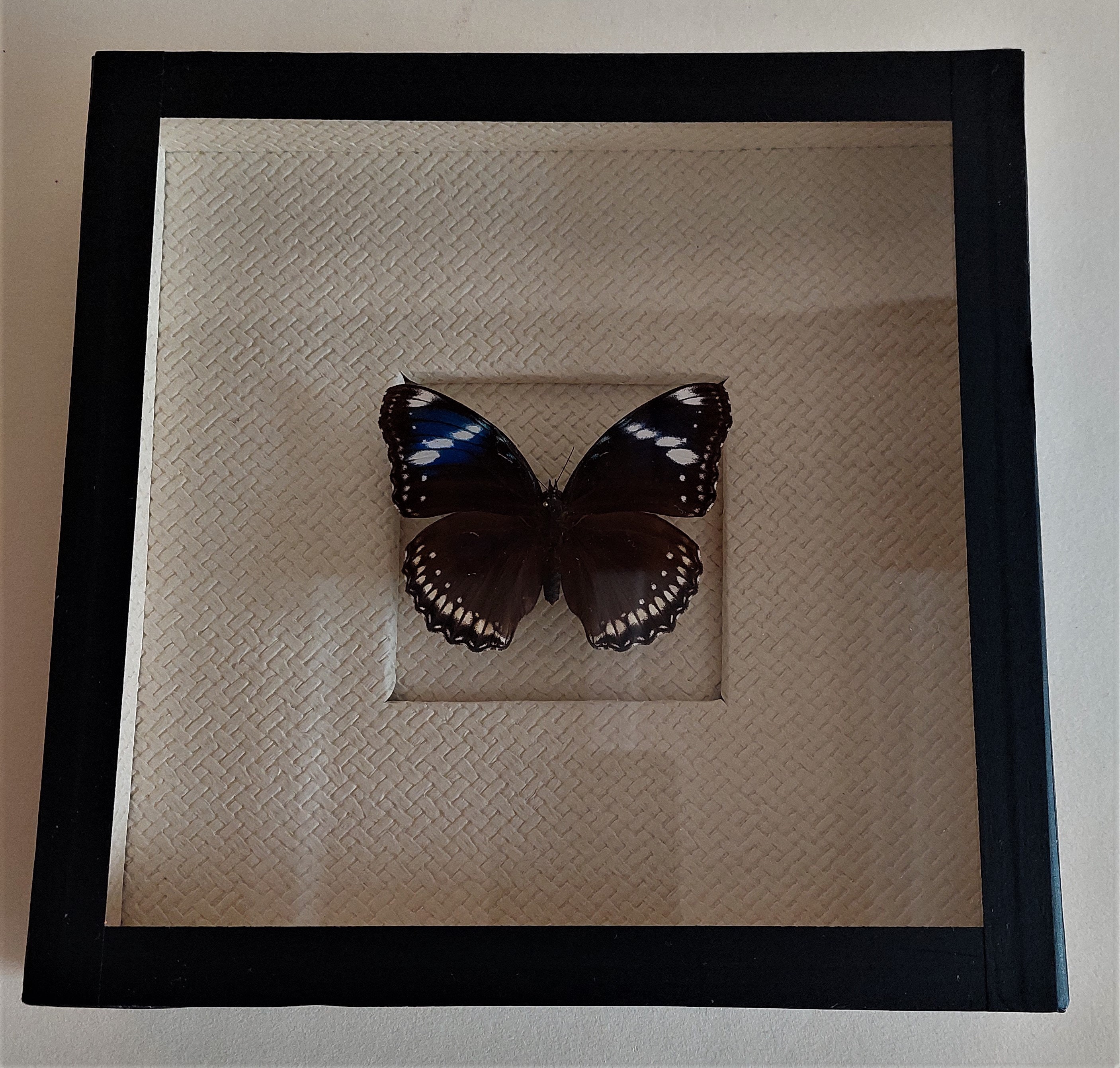 Entomologie Cadre avec Papillon Hypolimnas Bolina