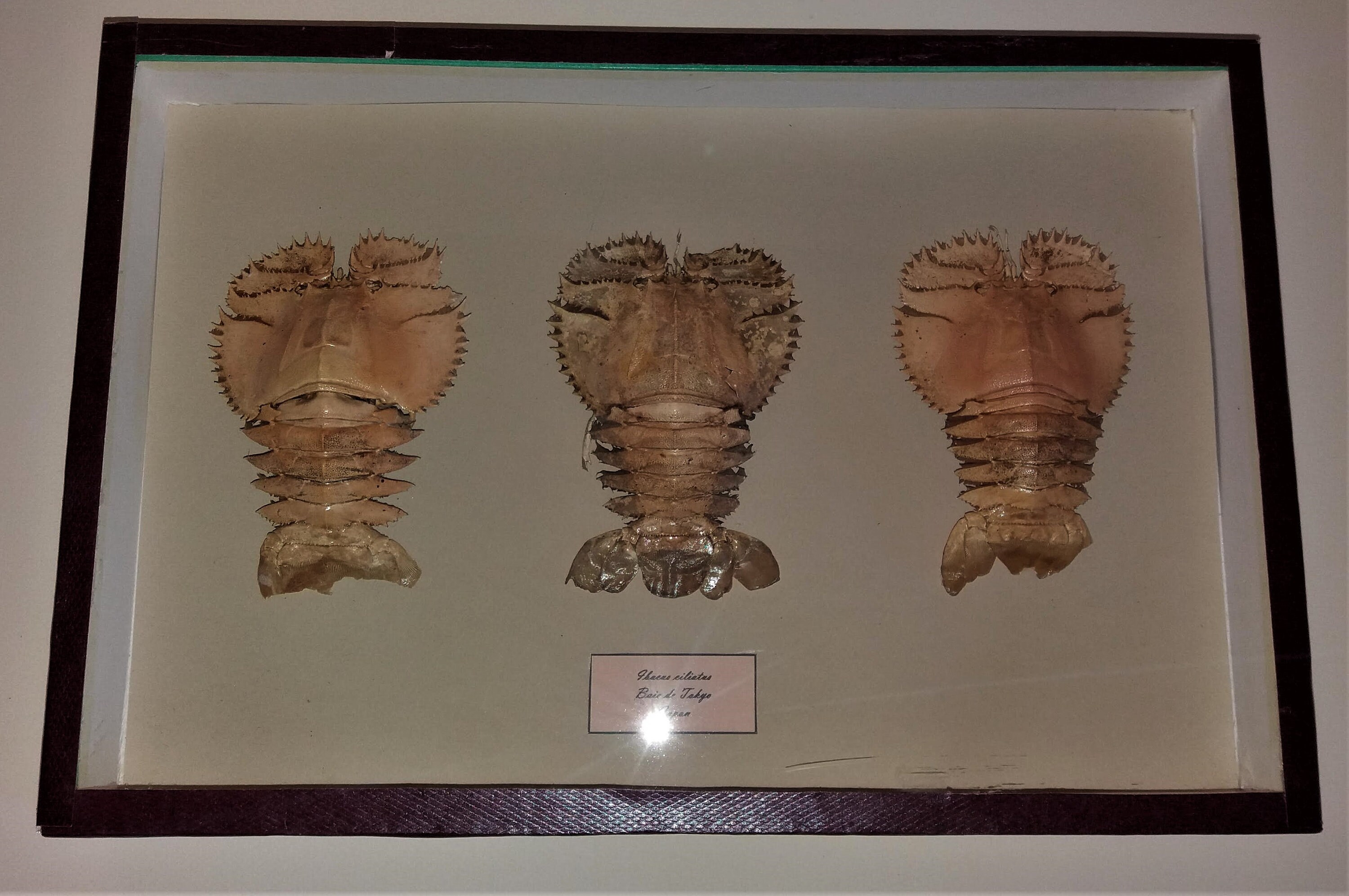 Boîte Entomologique avec Cigales de Mer Ibacus Ciliatus