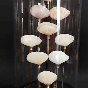 May include: A decorative glass cloche with a black base, showcasing several seashells mounted on brass stems. The shells vary in colour from white to pale pink, creating a natural, elegant display. The cloche is clear, allowing full visibility.