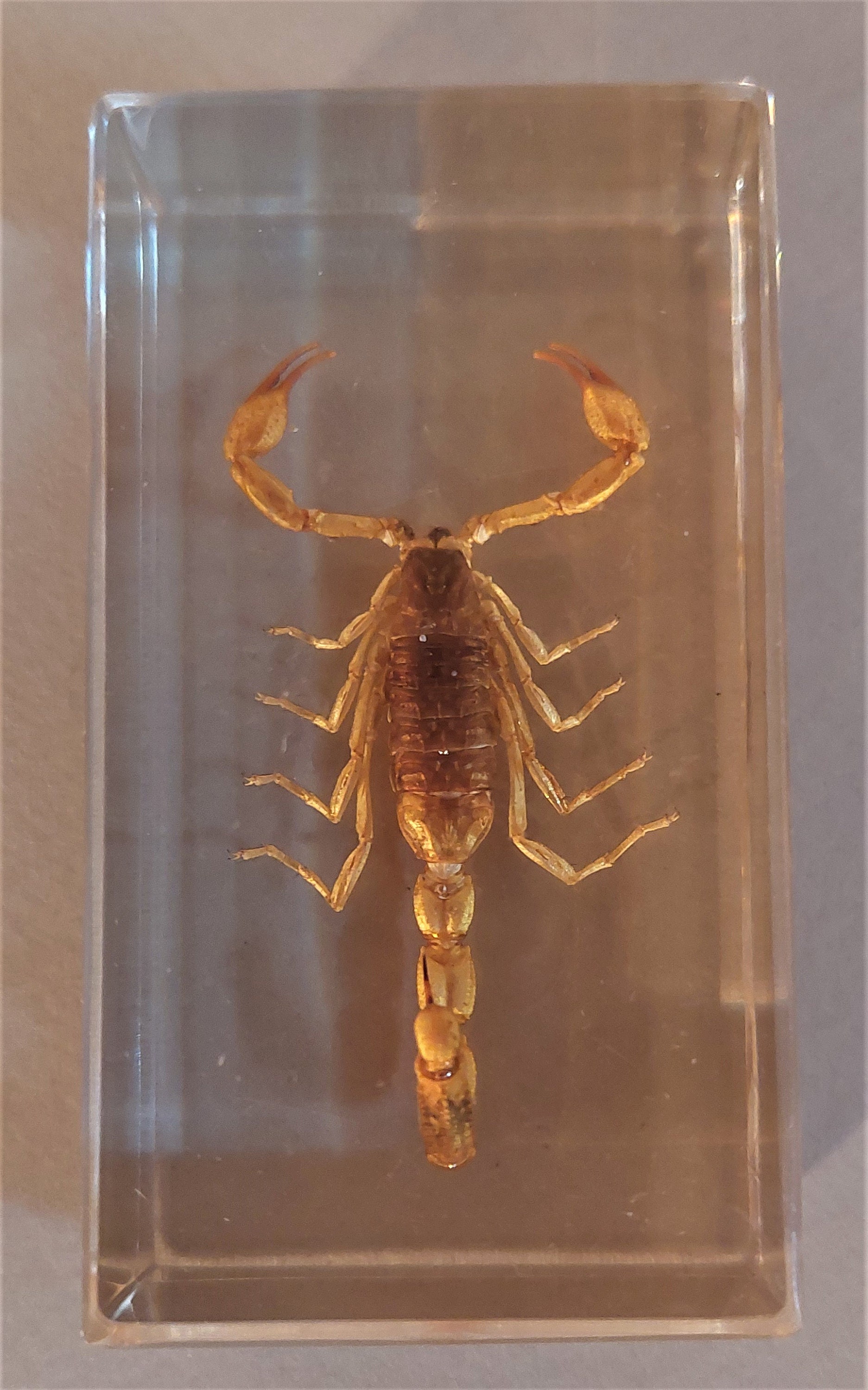 Cabinet de Curiosités Résine avec Scorpion Leiurus Quinquestriatus
