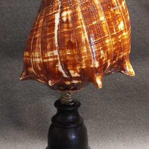 Peut inclure: Lampe décorative en coquillage avec une coquille à motifs marron et blanc. La coquille est montée sur une base en bois noir avec un accent en métal argenté. Un objet de décoration intérieure unique.