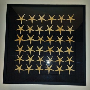 Natural history frame with starfish archaster typicus 50 X 50 cm