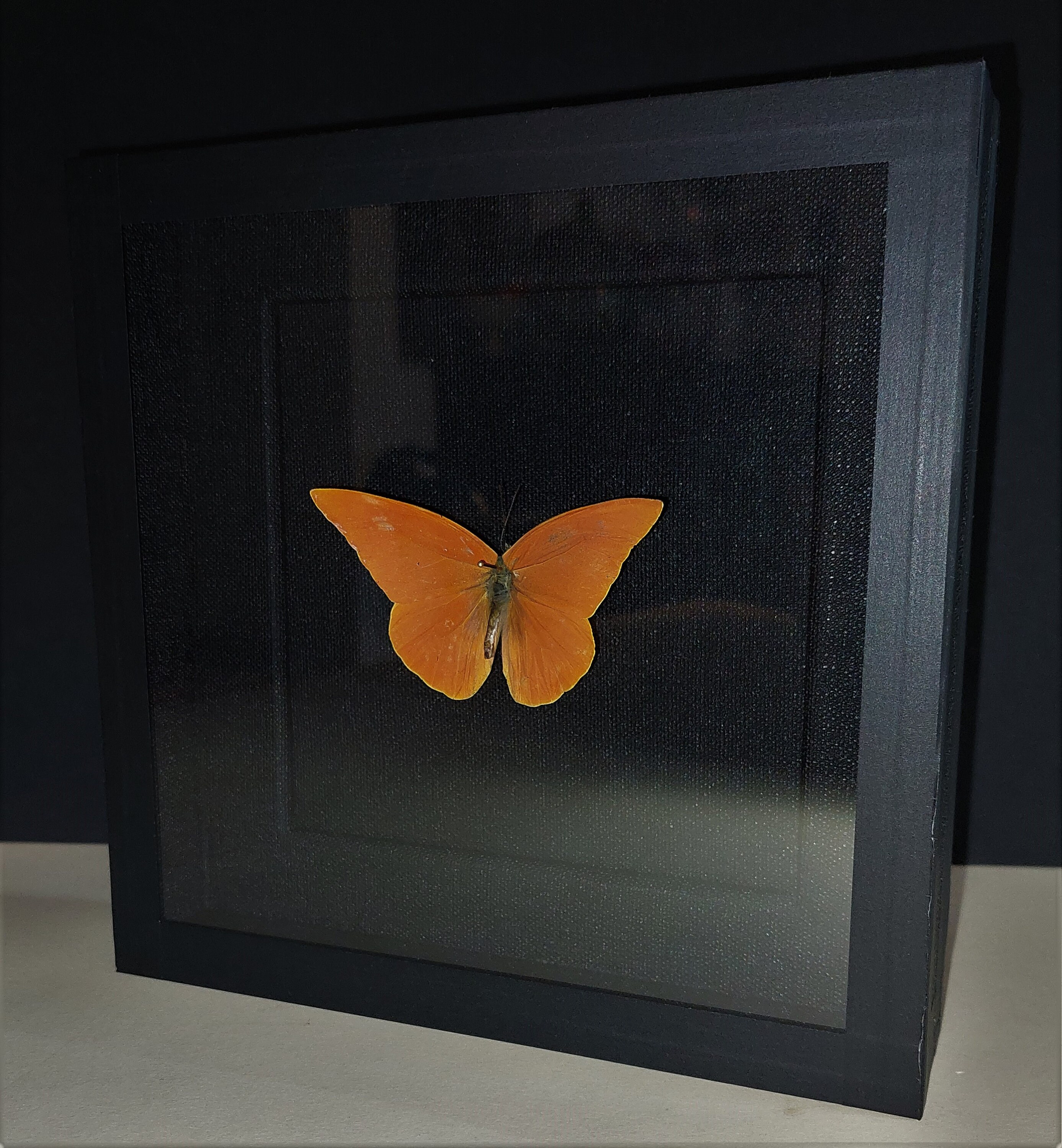 Entomologie Cadre avec Papillon Dryas Iulia