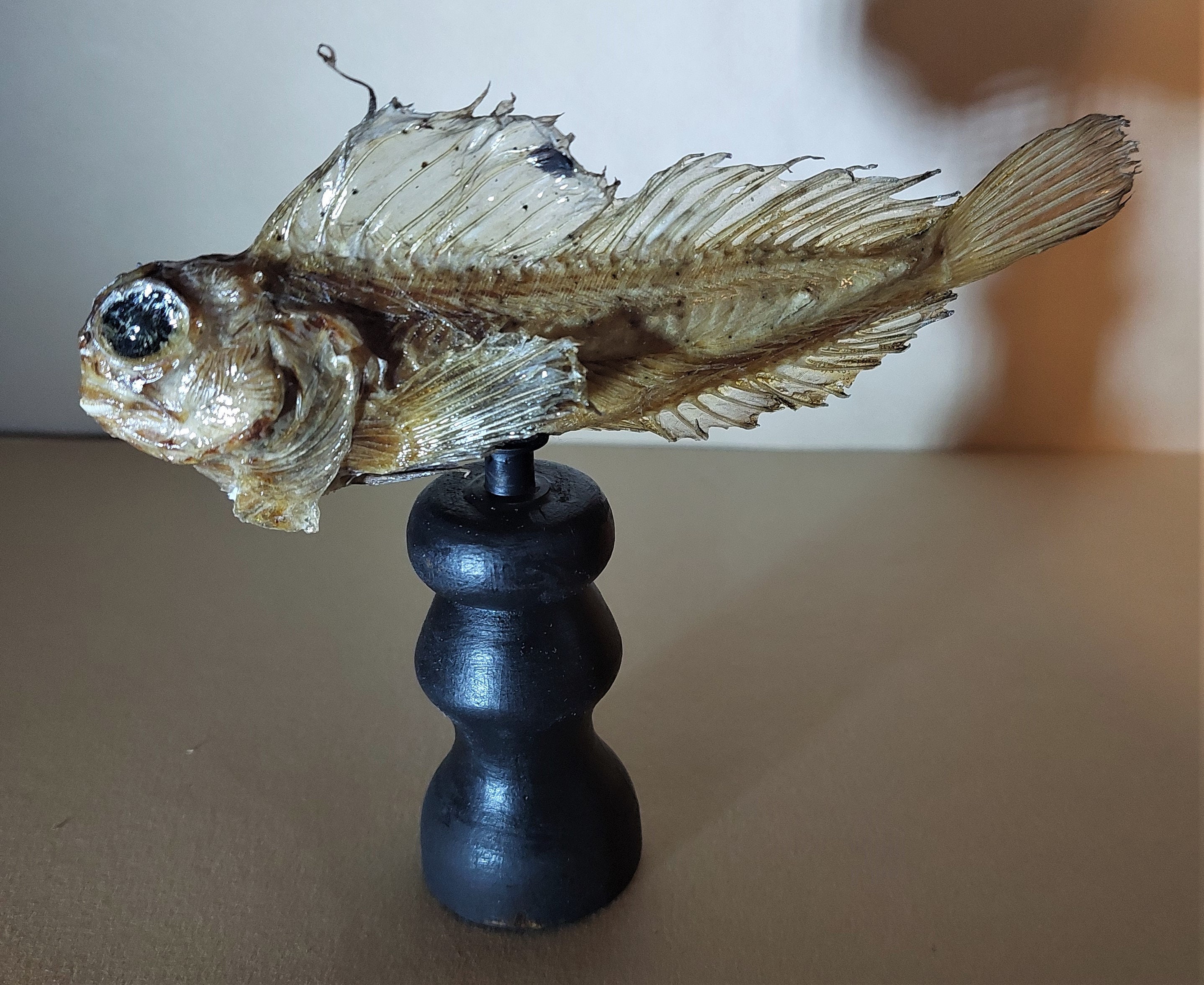 Cabinet de Curiosités Poisson Naturalisé Priacanthus Tayenus sur Socle