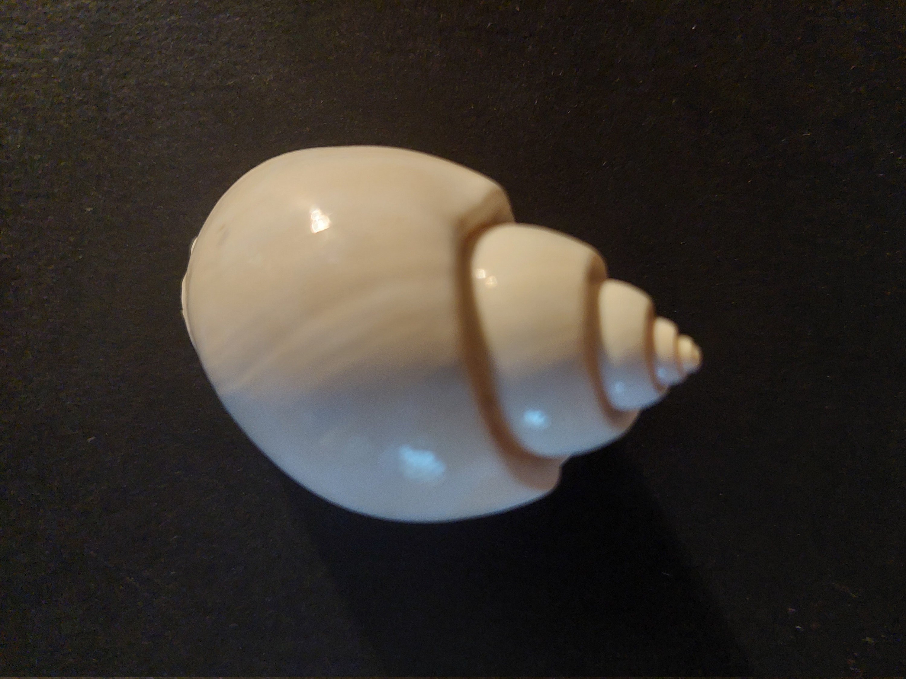 Coquillage Babylonia Areolata 59 mm