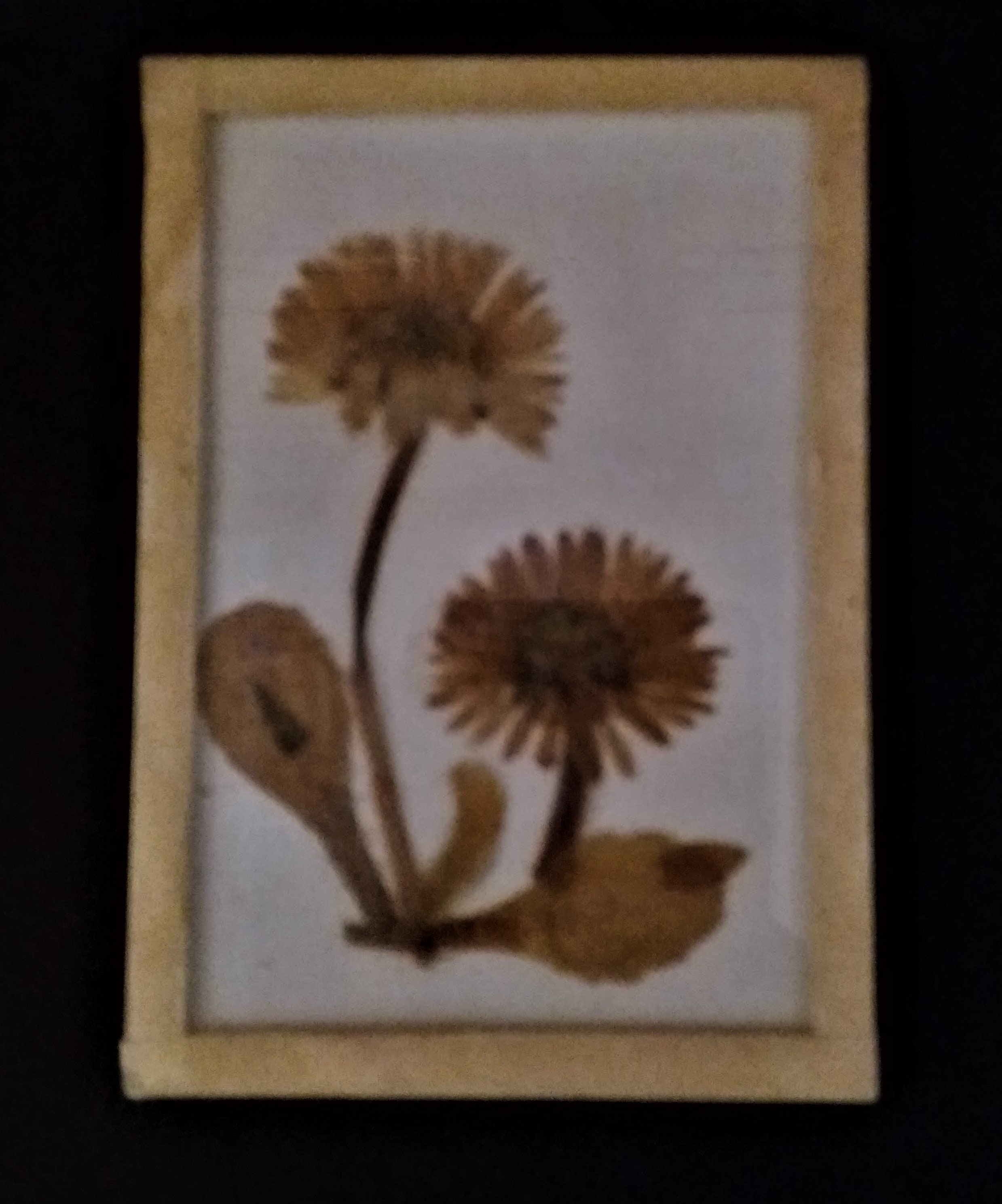 Histoire Naturelle Herbier Années 60