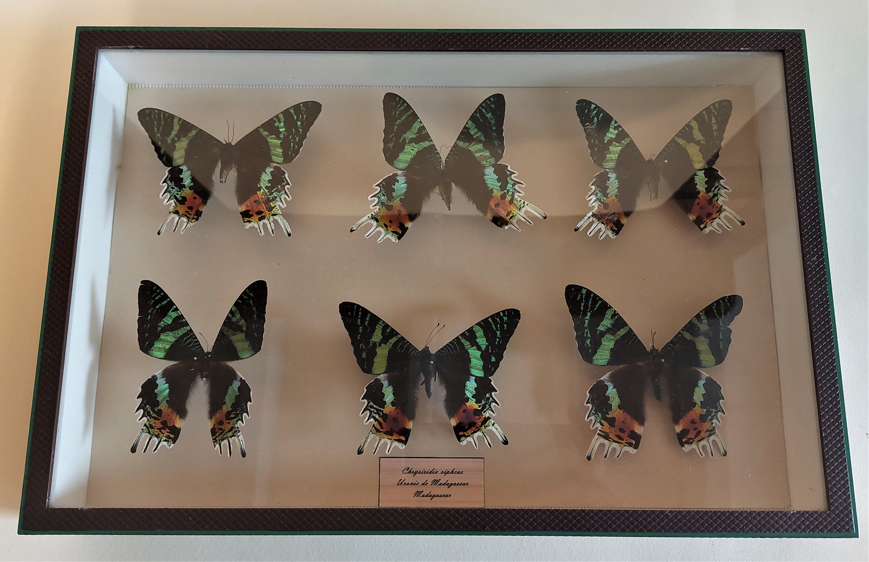 Boîte Entomologique avec Papillons Urania Chrysiridia Ripheus