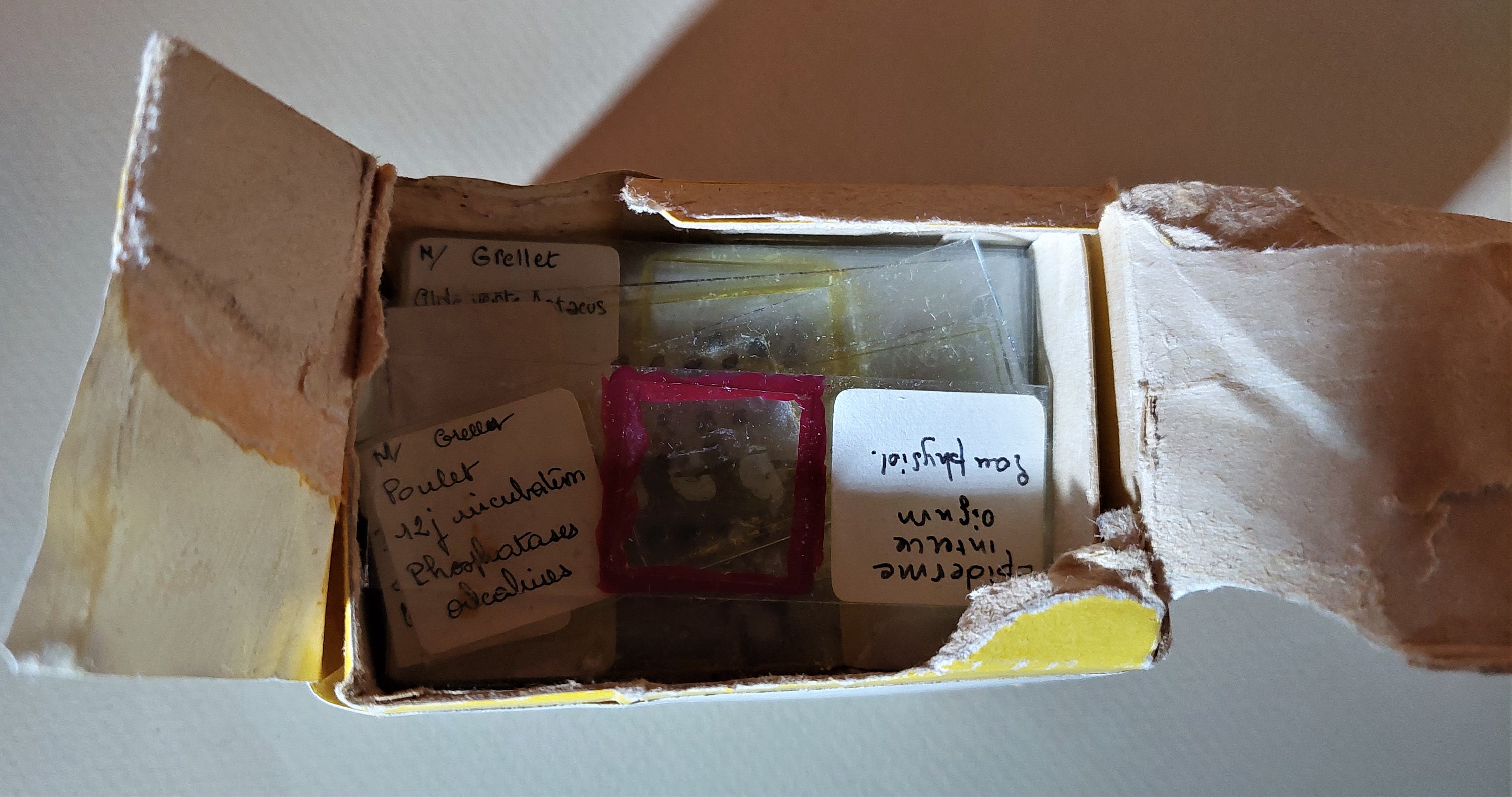 Lot de Plaques Microscope Début Xxème