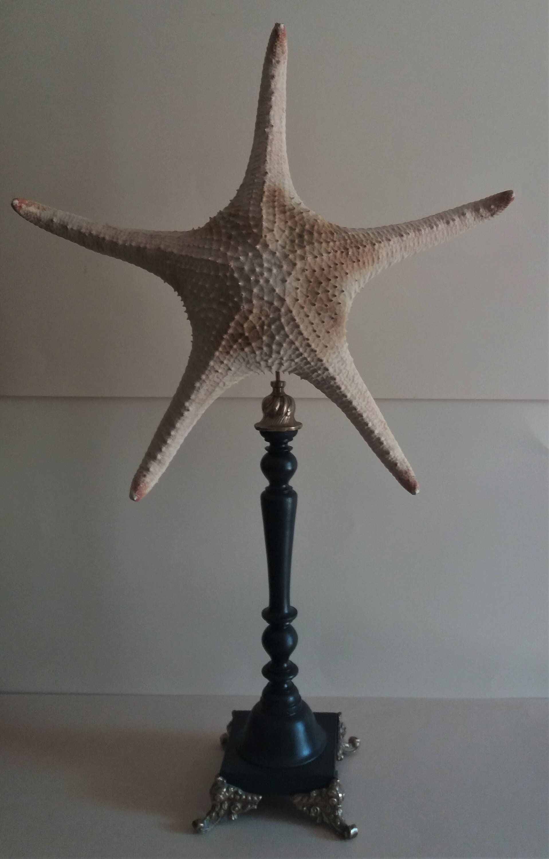 Cabinet de Curiosités Étoile Mer Poraster Superbus sur Socle