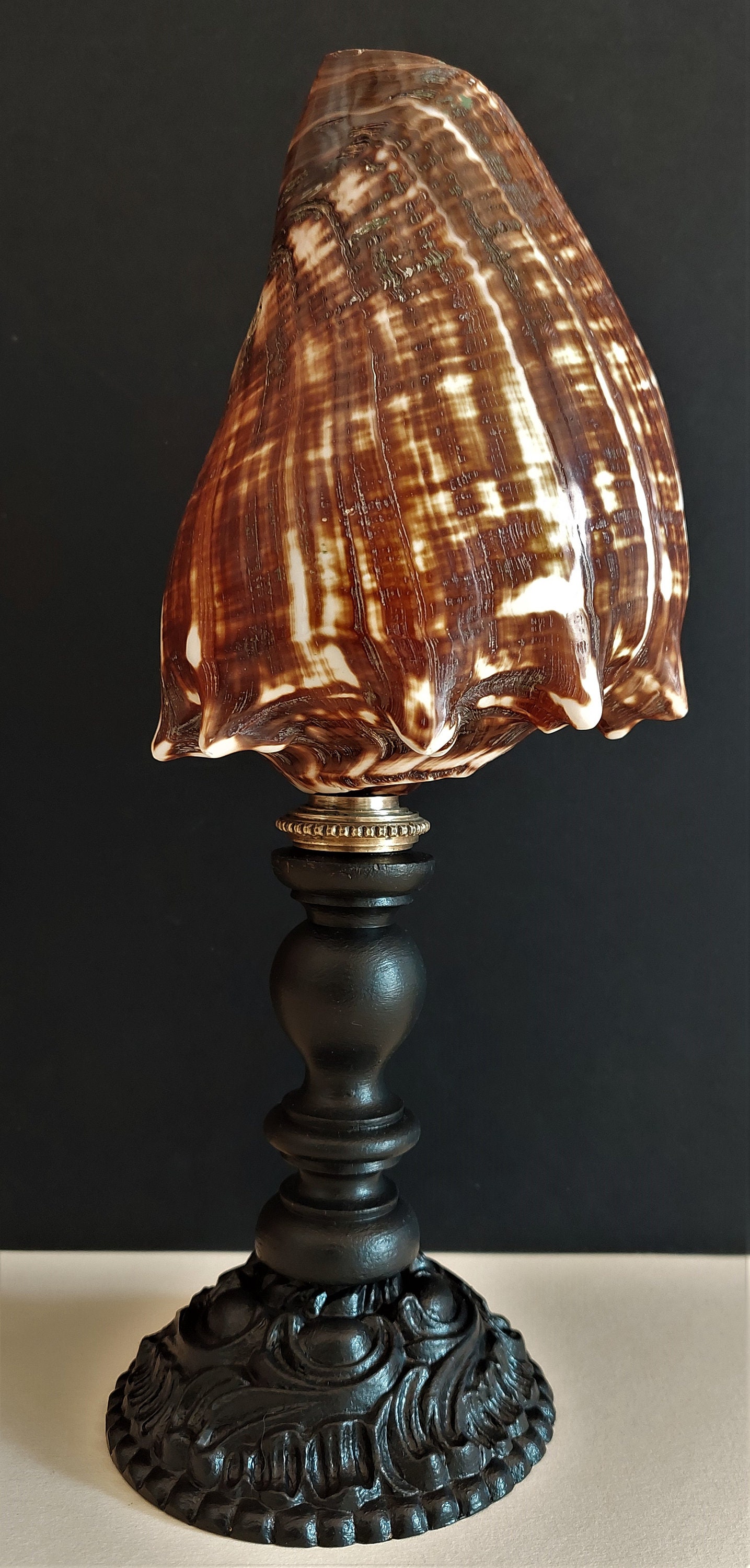 Cabinet de Curiosités Coquillage Melongena sur Socle