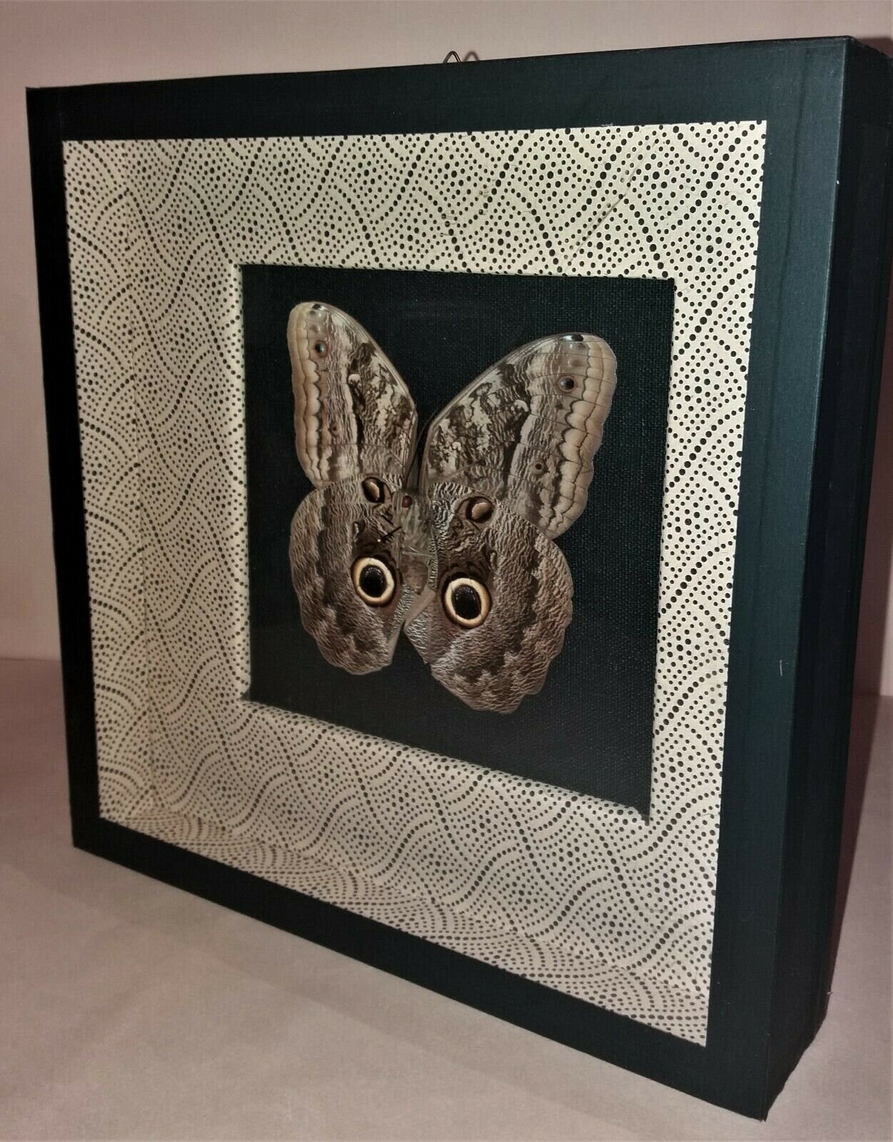 Entomologie Cadre avec Papillon Caligo Memnon