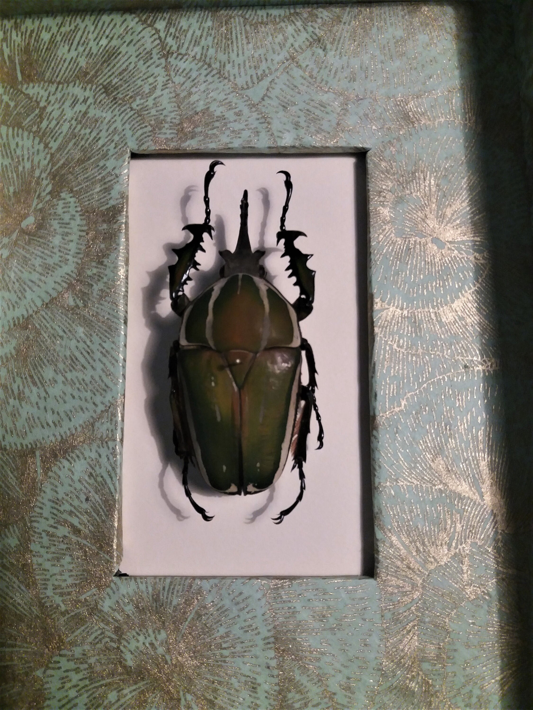 Entomologie Cadre avec Coléoptère Mecynorhina Torquata Poggei