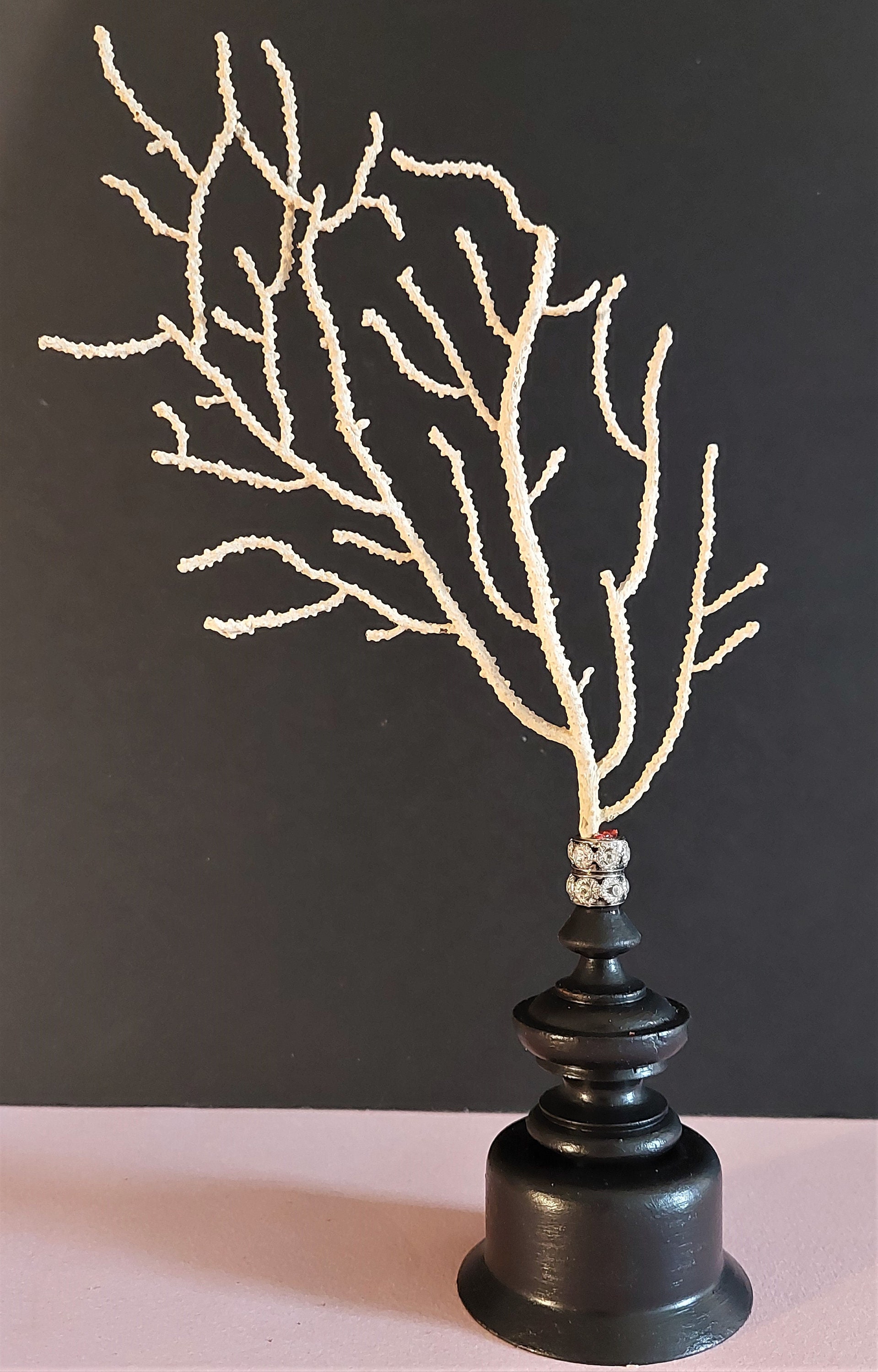 Cabinet de Curiosités Gorgone Blanche Eunicella Verrucosa sur Socle