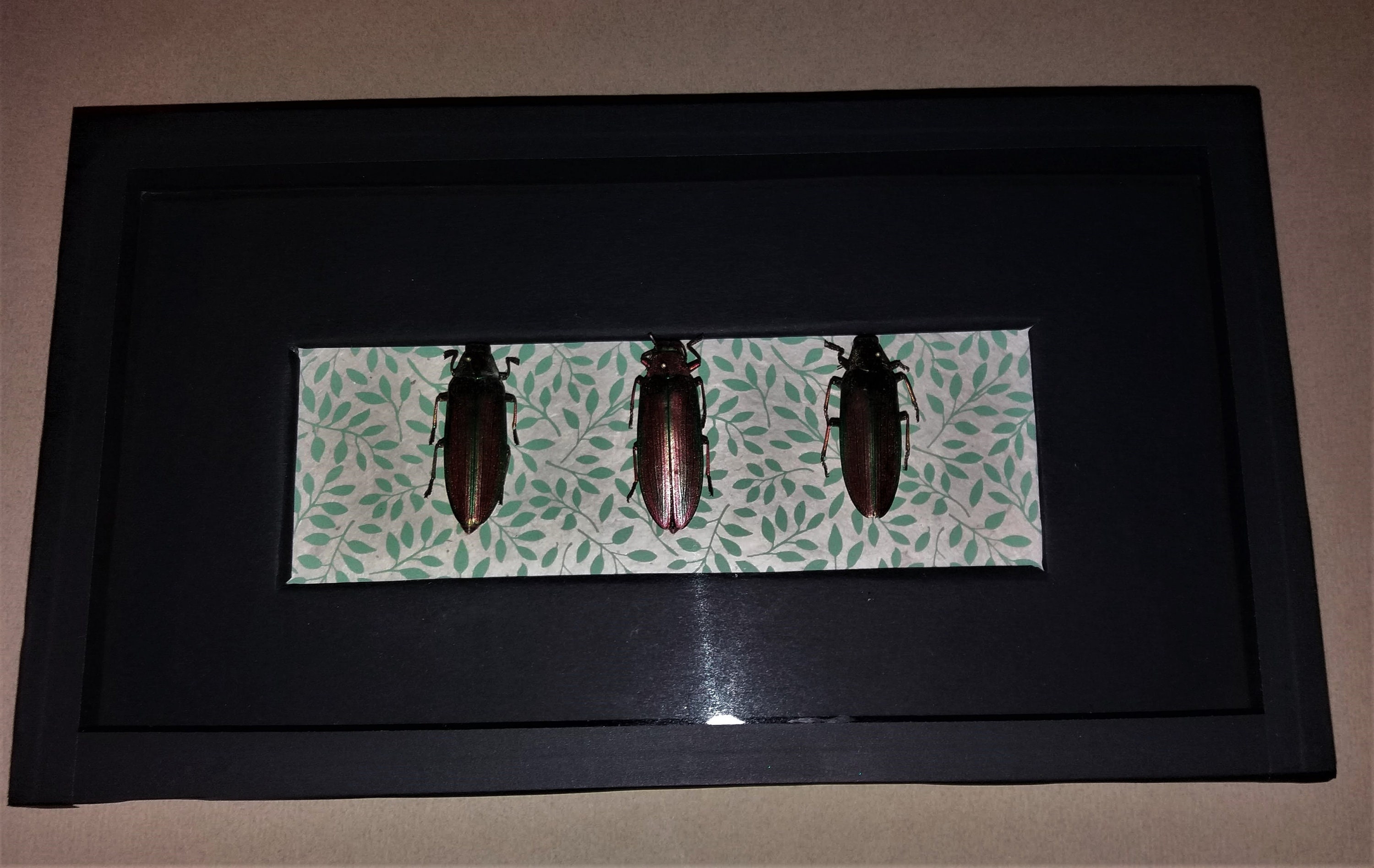 Entomologie Cadre avec Coléoptères Megaloxantha Purpurascens