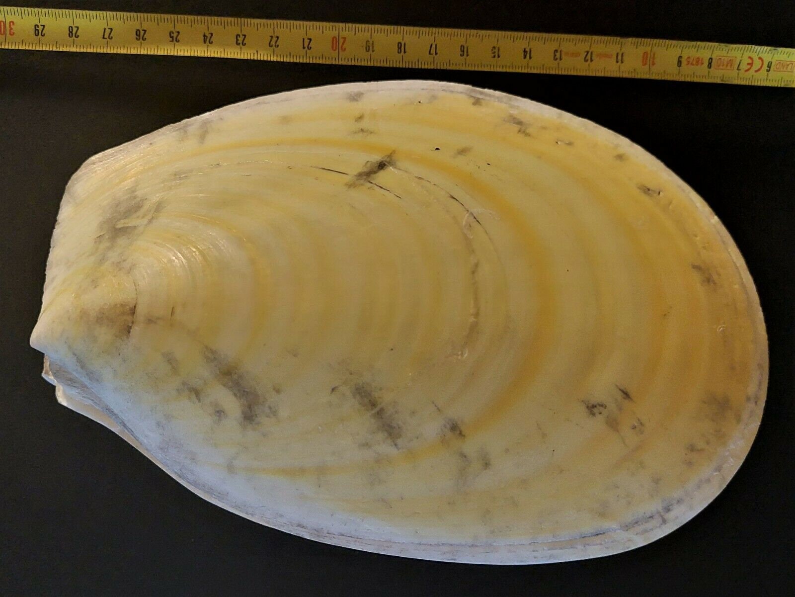 Coquillage Acesta Rathbuni 200 mm