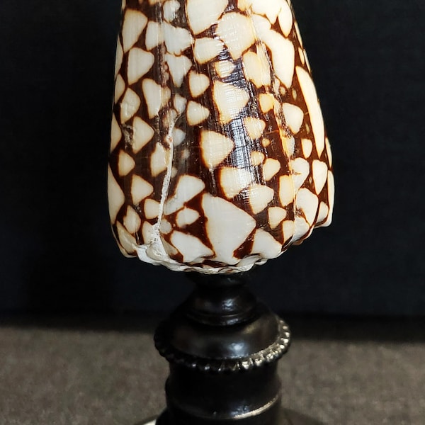 Cabinet of Curiosities conus marmoreus shell on base