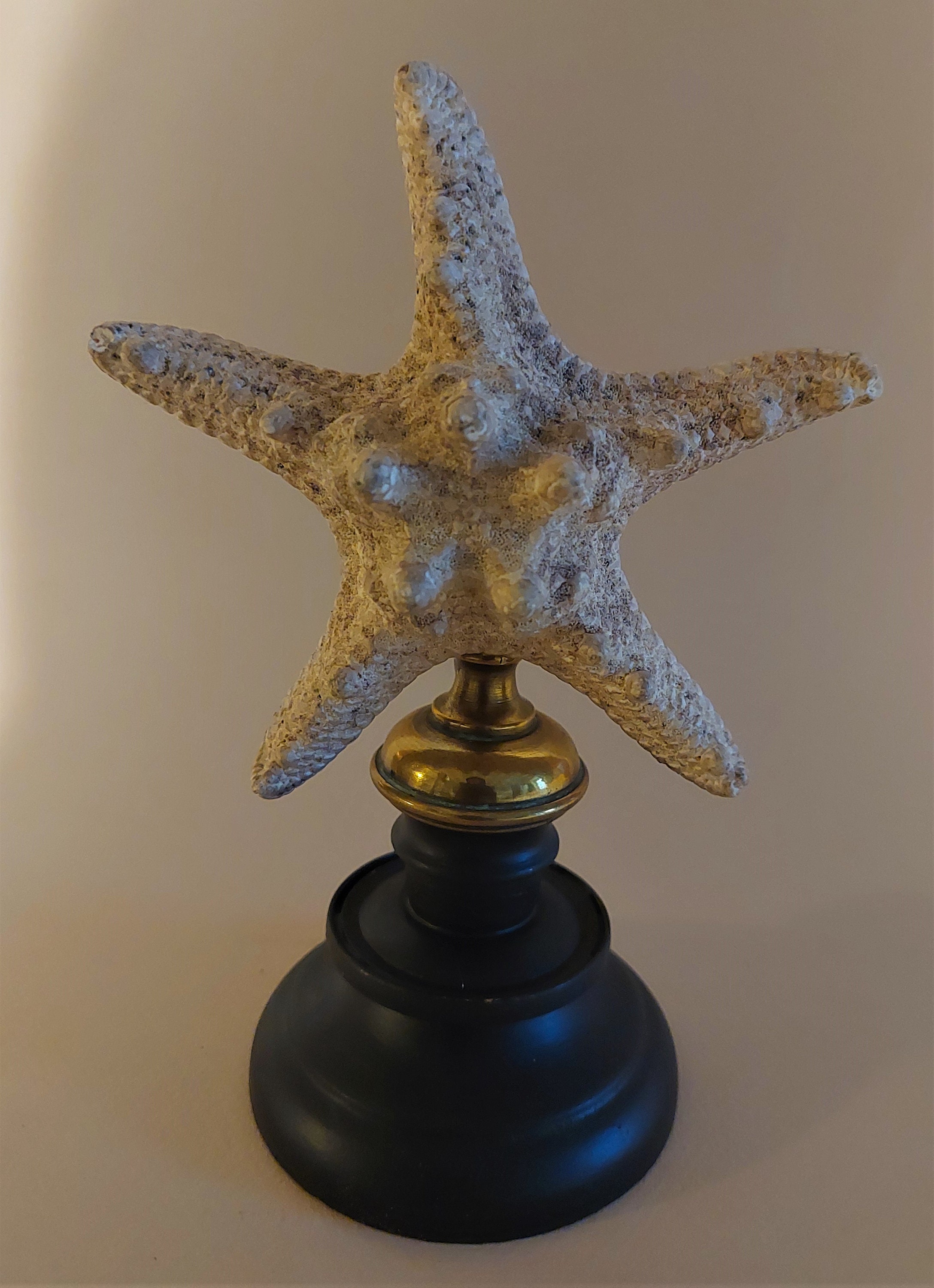 Cabinet de Curiosités Étoile Mer Protoreaster Nodosus sur Socle