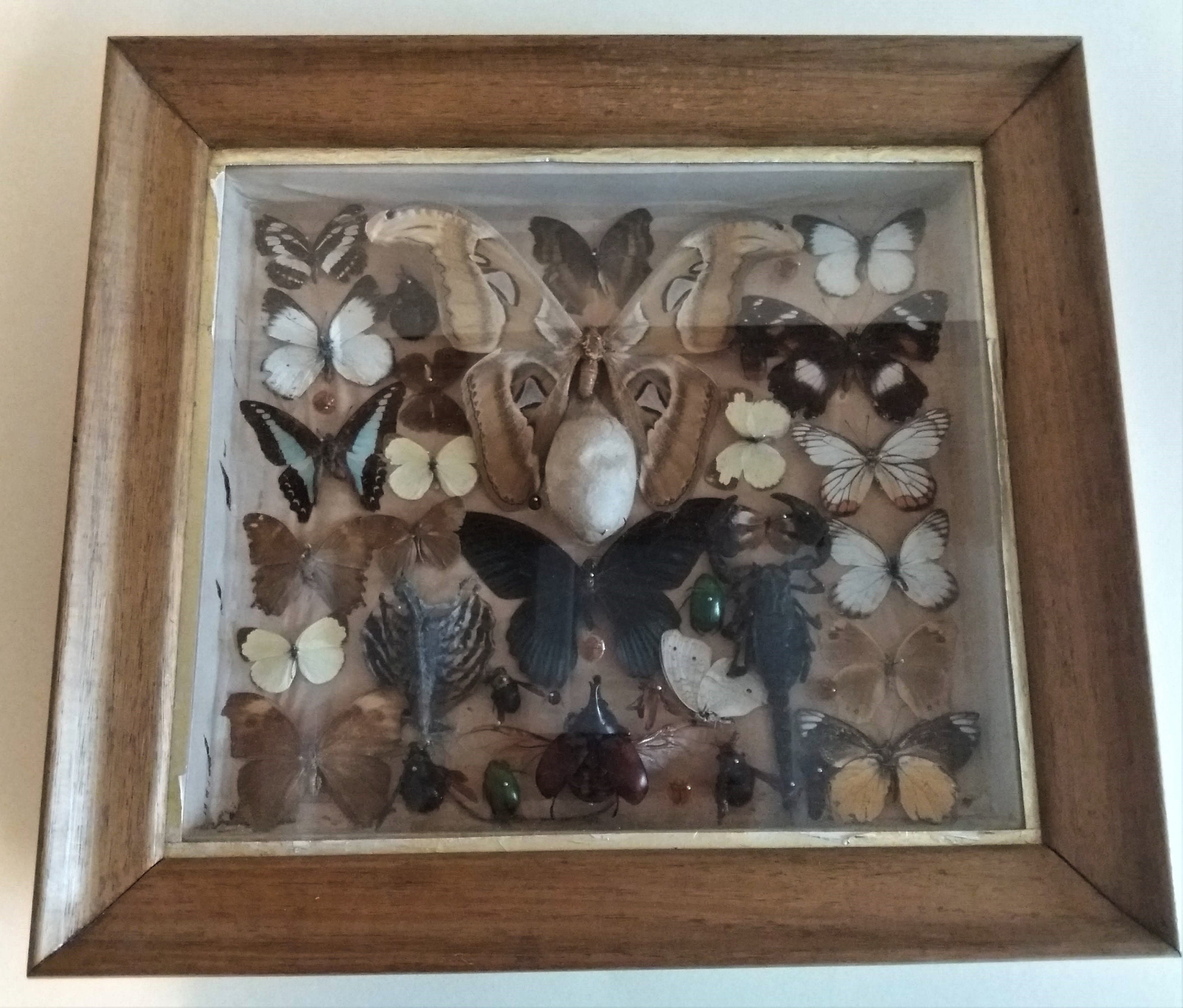 Histoire Naturelle Cadre Papillons Insectes Lézard Volant Indonésie Daté 1957