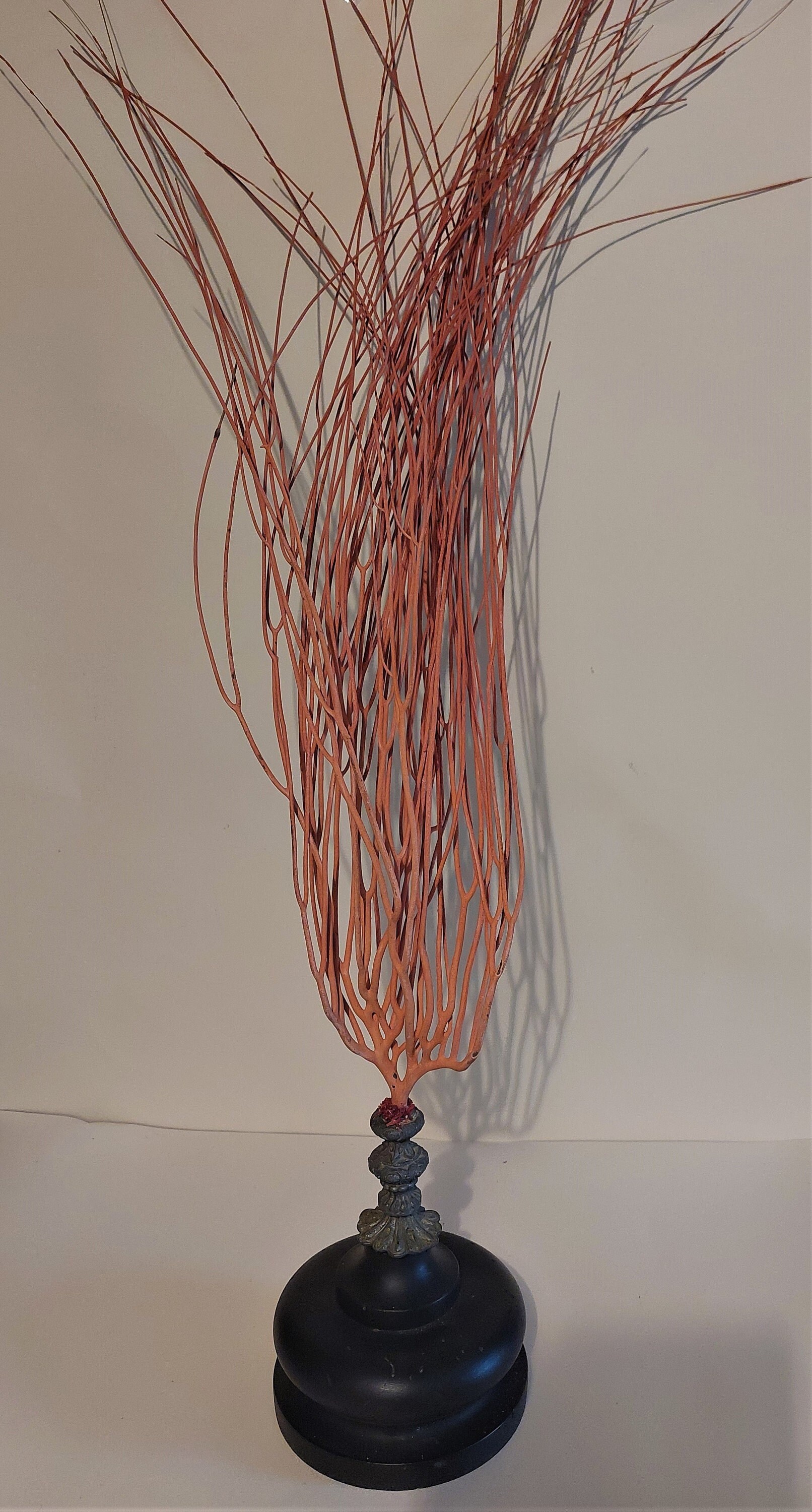 Cabinet de Curiosités Gorgone Balai Ellisella Ceratophyta sur Socle