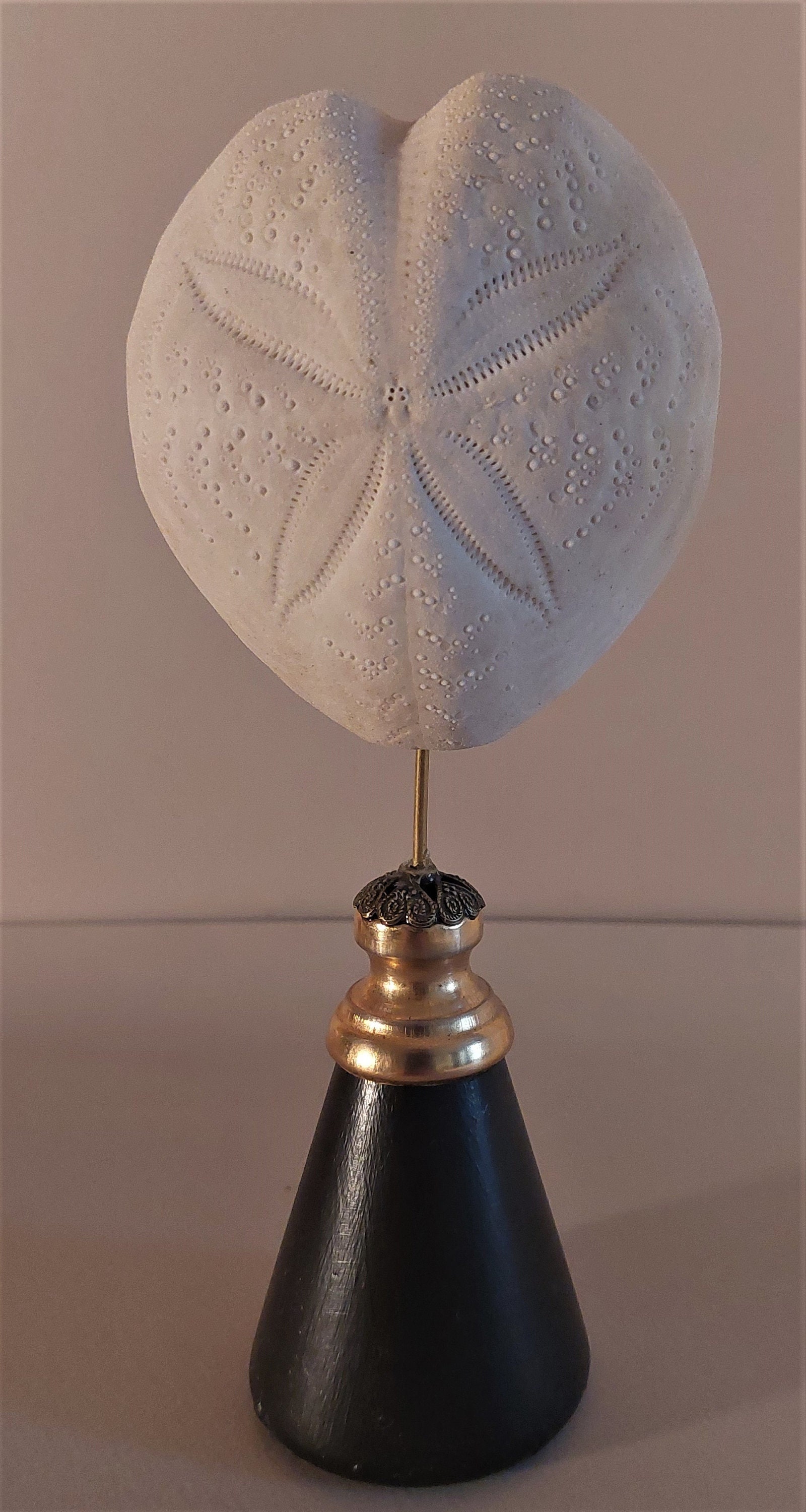 Cabinet de Curiosités Oursin Echinocardium Cordatum sur Socle