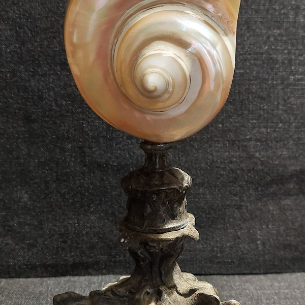 Cabinet of Curiosities pearly turbo marmoratus shell on base