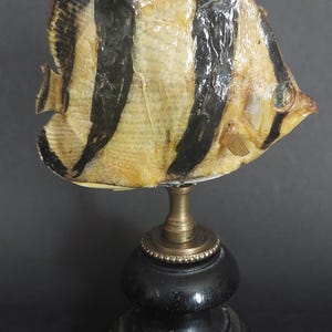 Cabinet of Curiosities: Naturalized fish Tilodon sexfasciatus on a base