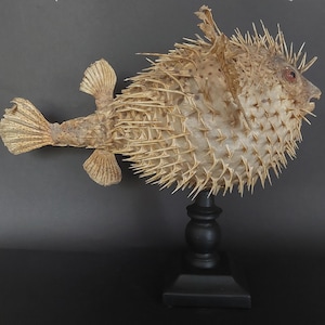 Cabinet of Curiosities naturalized fish Diodon holocanthus on base