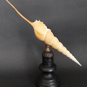 May include: A cream-colored seashell with a long, slender spire, mounted on a black, ornate base. The shell has a curved, horn-like extension. The base is dark with a decorative brass-colored accent. The shell is approximately 10 inches long.