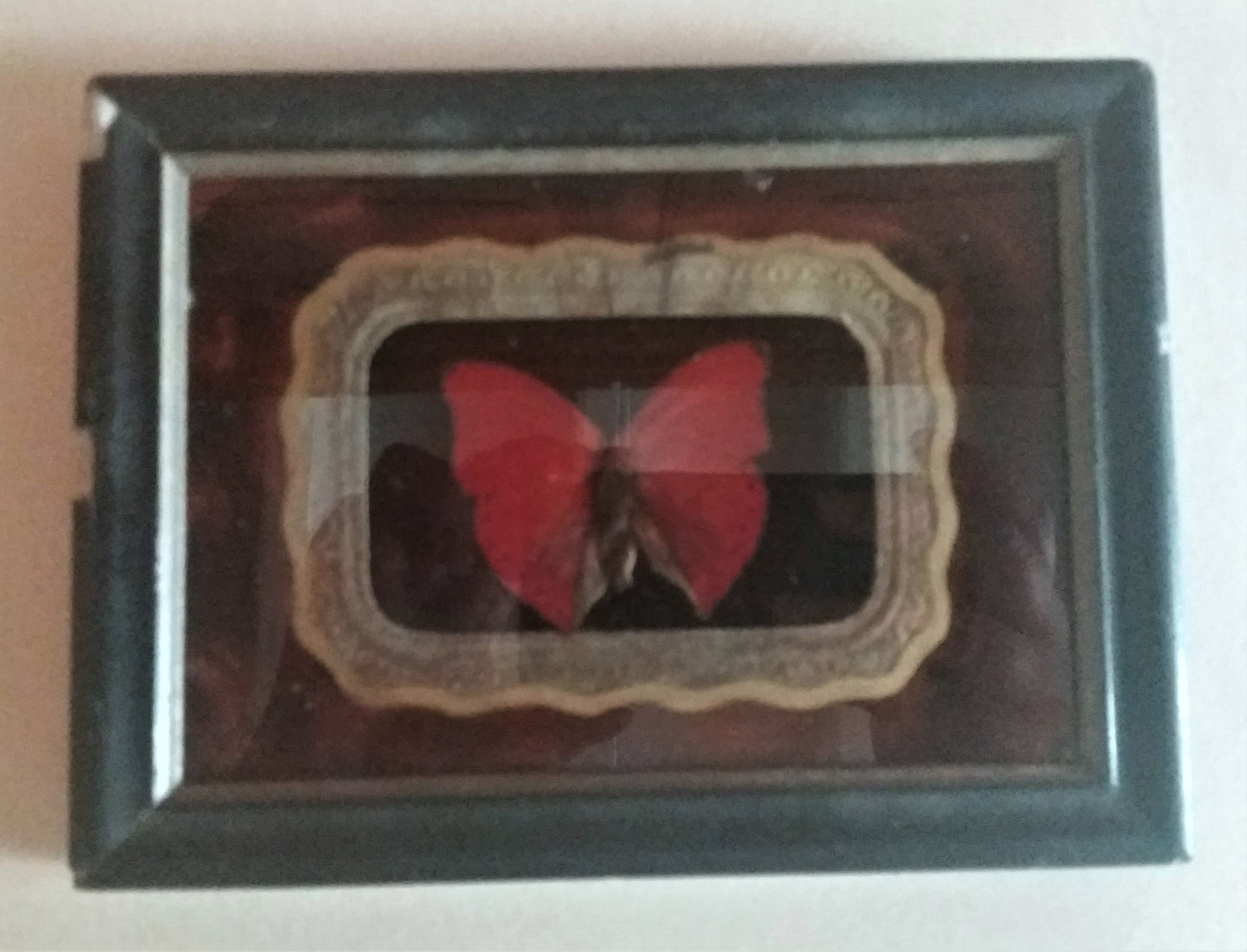 Entomologie Cadre avec Papillon Cymothoe Sangaris