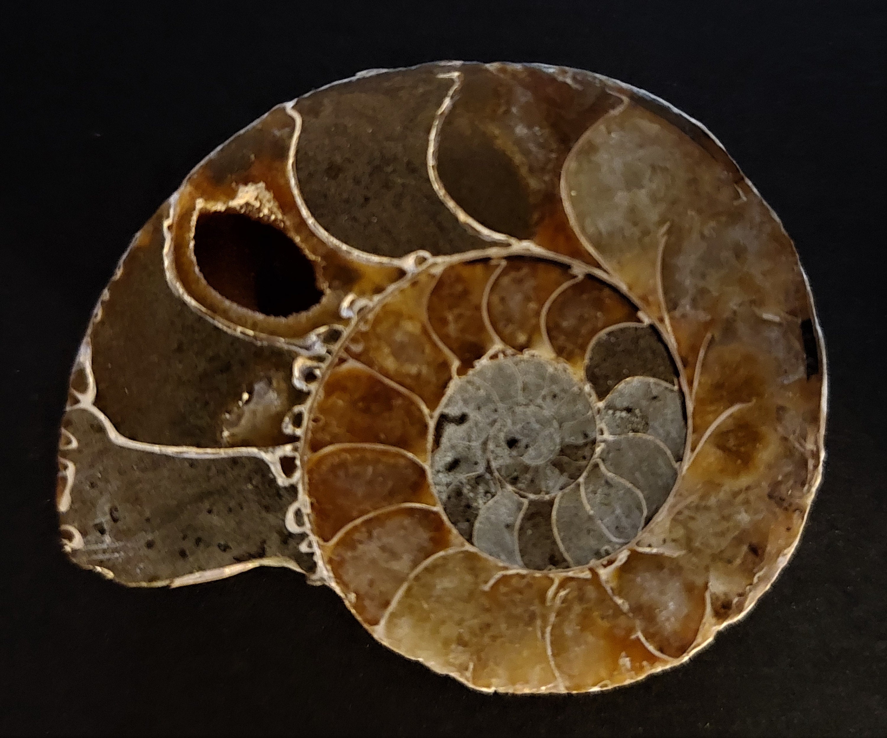 Fossile Ammonite Tranchée Madagascar 70 Ma 53 mm