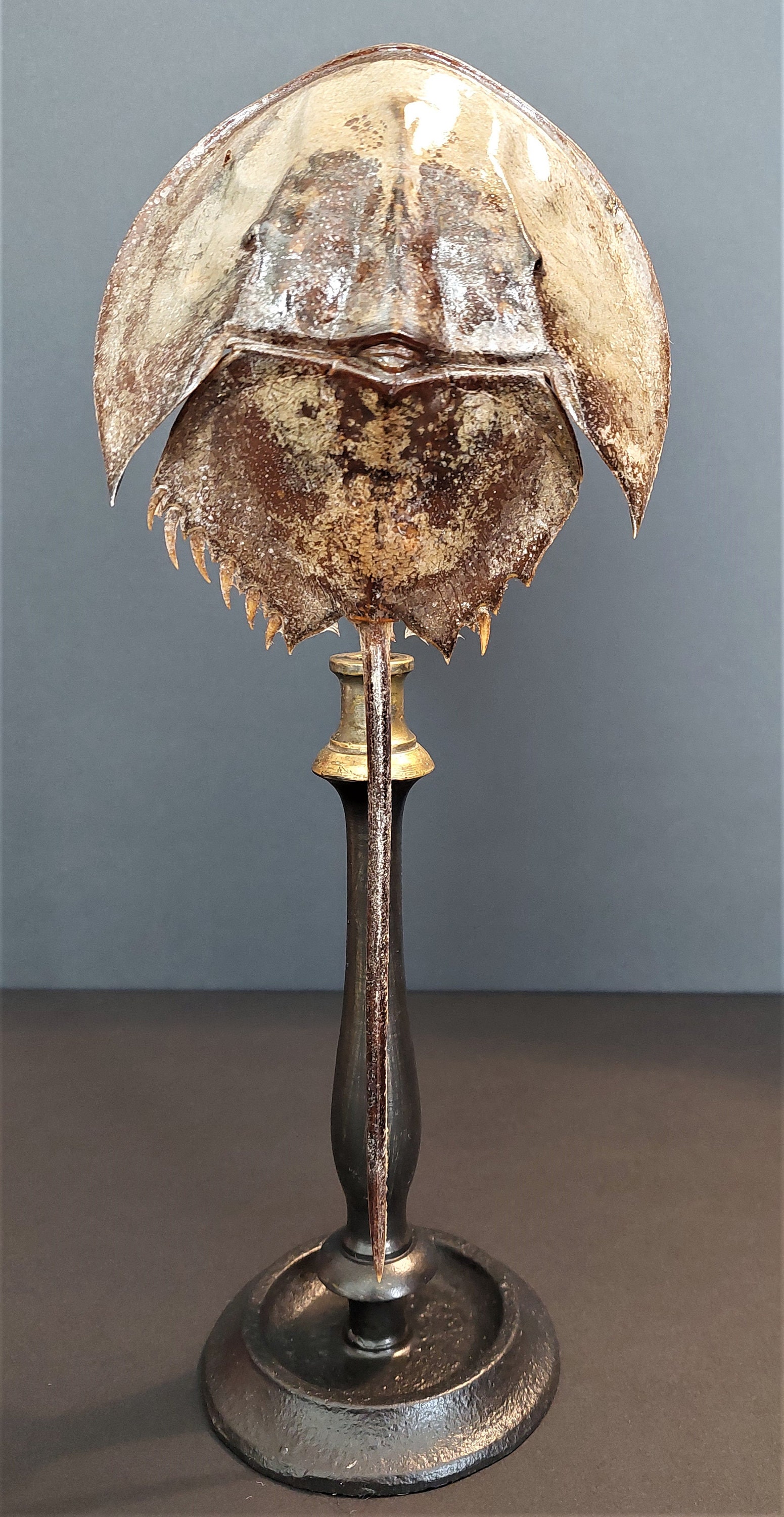 Cabinet de Curiosités Limule Limulus Polyphemus sur Socle