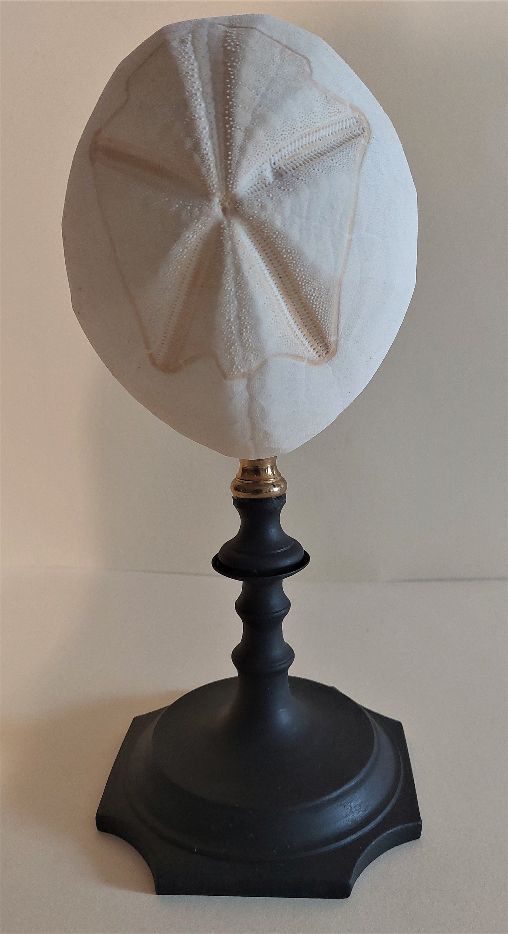 Cabinet de Curiosités Oursin Brissus Unicolor sur Socle
