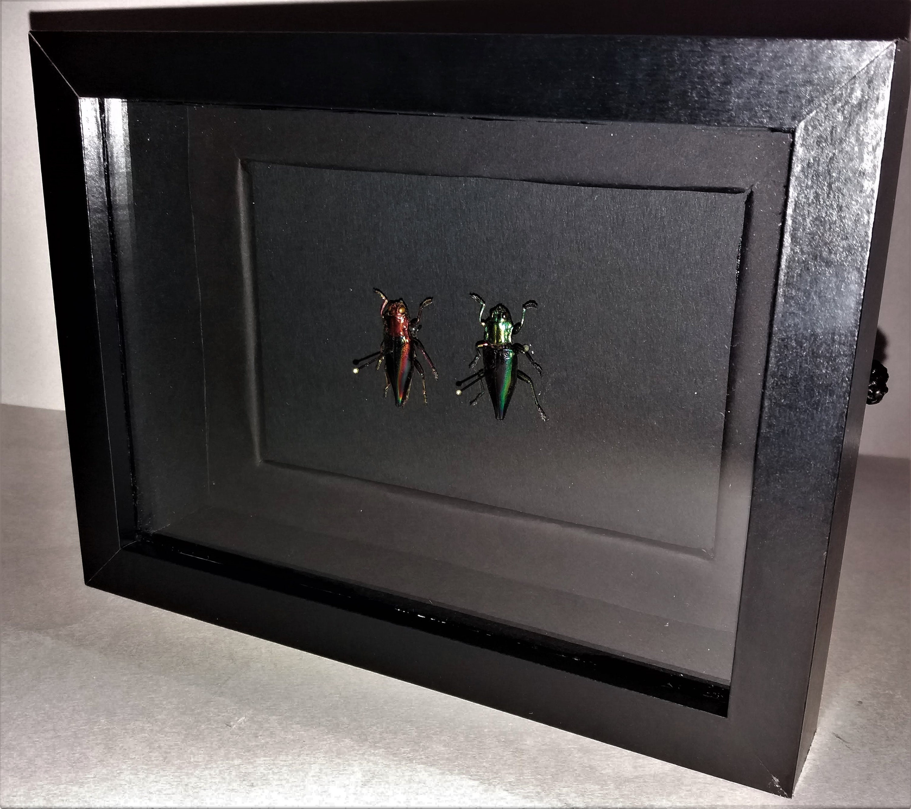 Entomologie Cadre avec Coléoptères Cyphogastra