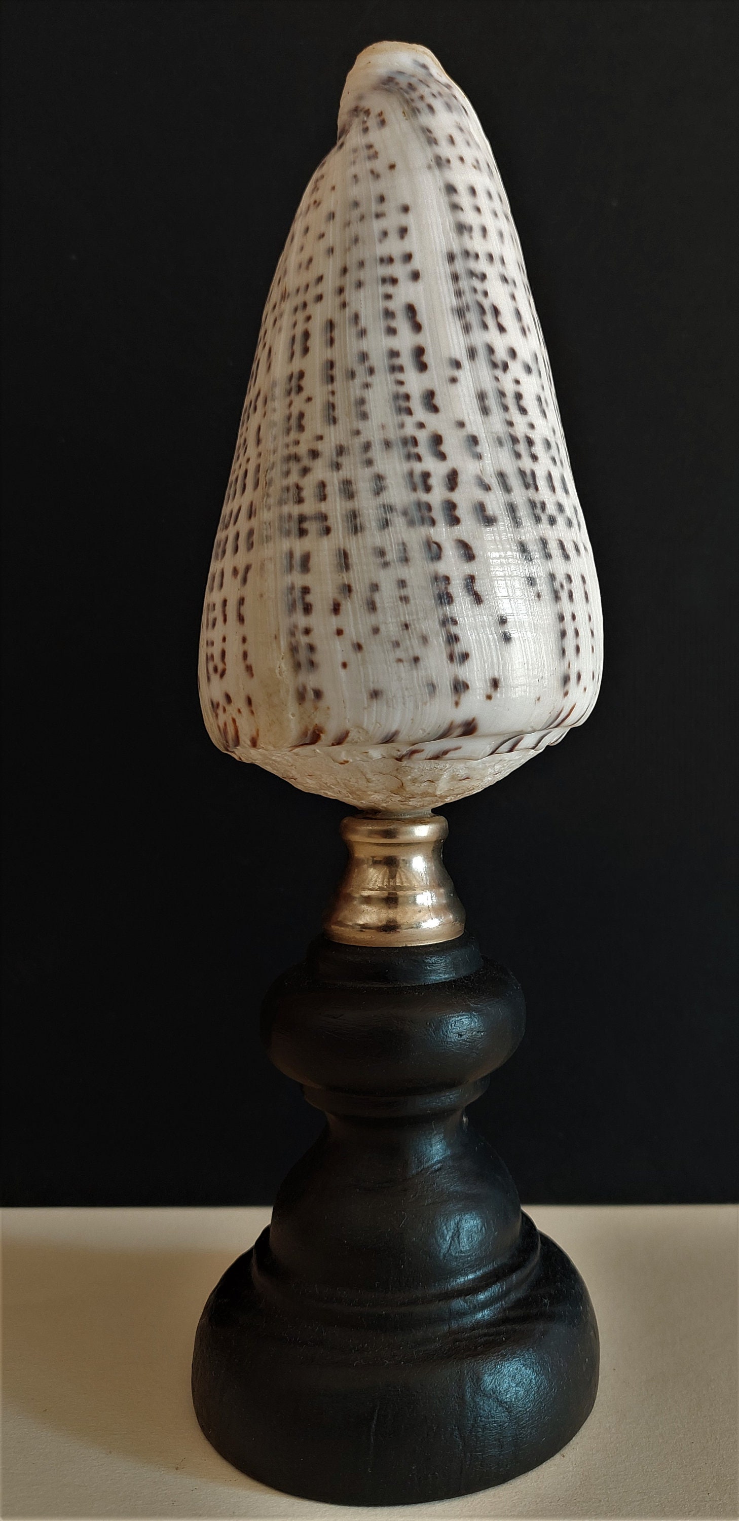 Cabinet de Curiosités Coquillage Conus Leopardus sur Socle