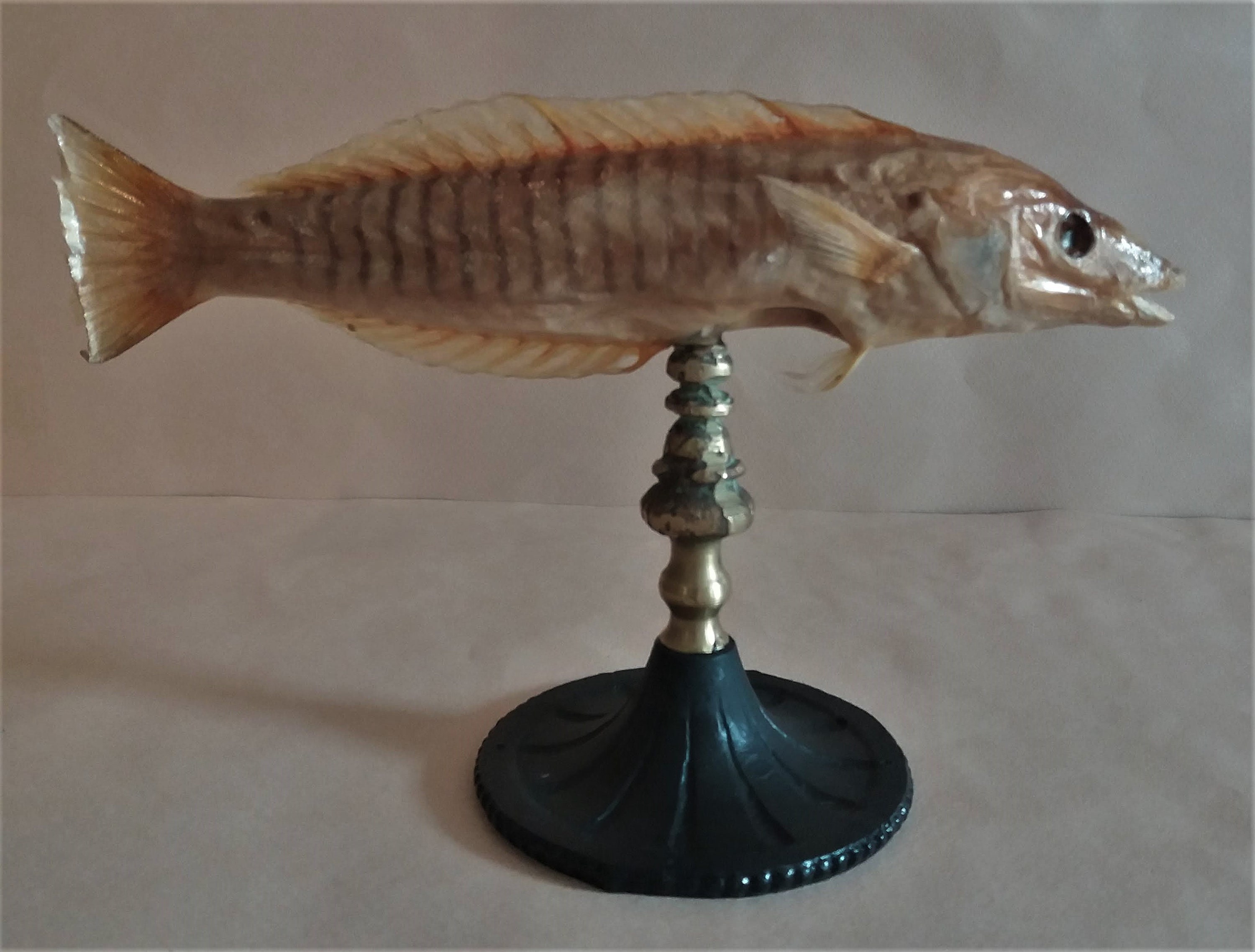 Cabinet de Curiosités Poisson Naturalisé Hologymnosus Doliatus sur Socle
