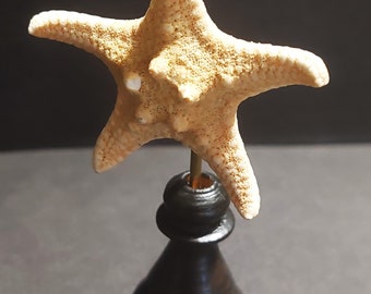 Cabinet de Curiosités étoile de mer protoreaster nodosus sur socle