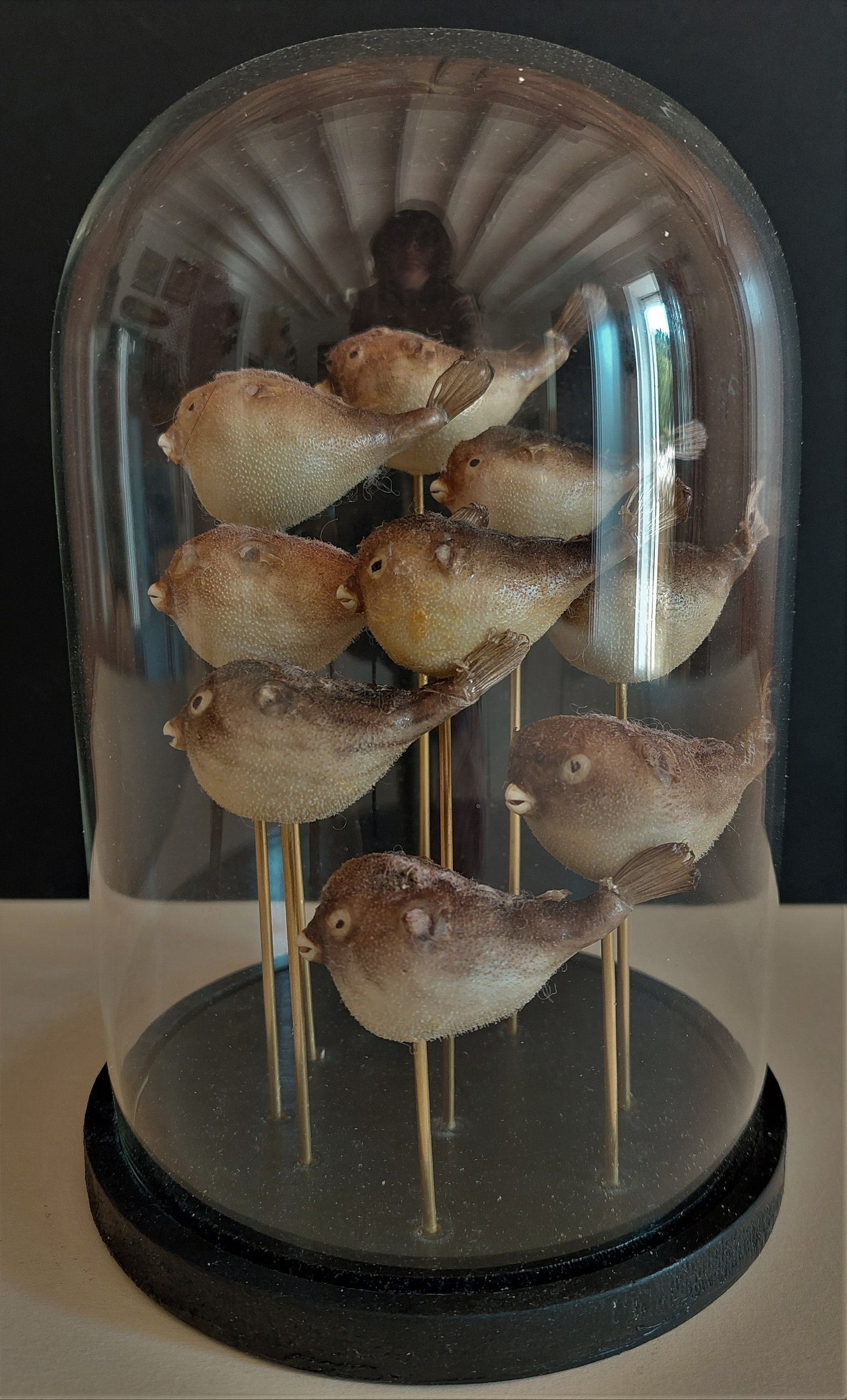 Cabinet de Curiosités Globe Aux Poissons Tetraodons Nains Malabar