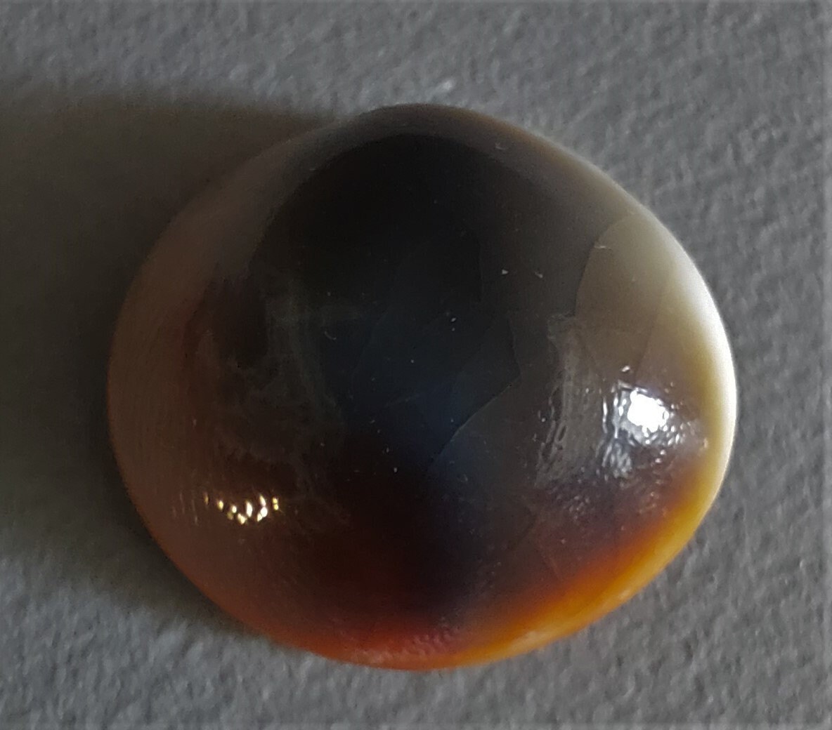 Oeil de Sainte Lucie Coquillage Opercule Bolma Rugosa