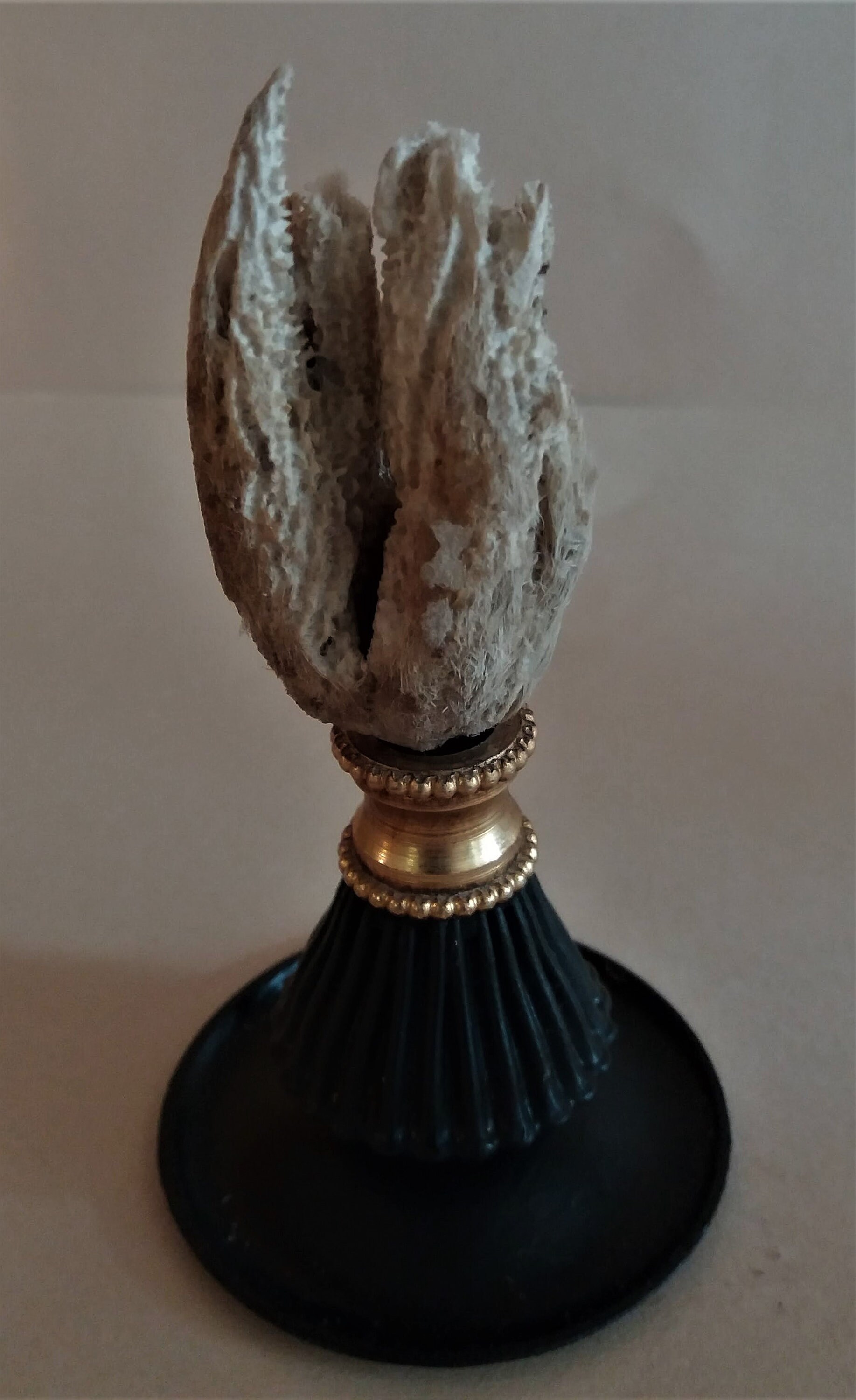 Cabinet de Curiosités Éponge Porifera Sp. sur Socle