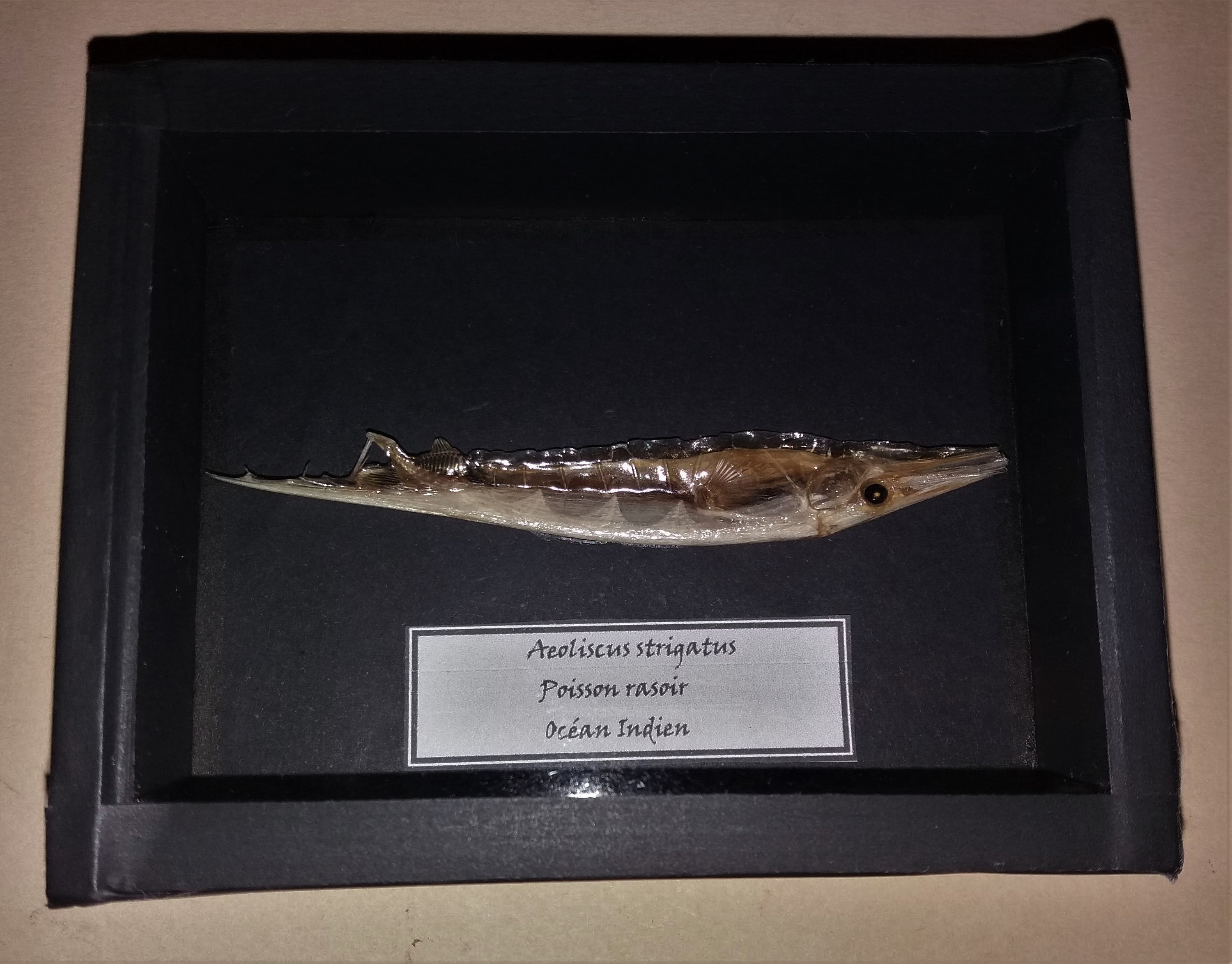 Histoire Naturelle Cadre avec Poisson Naturalisé Aeoliscus Strigatus