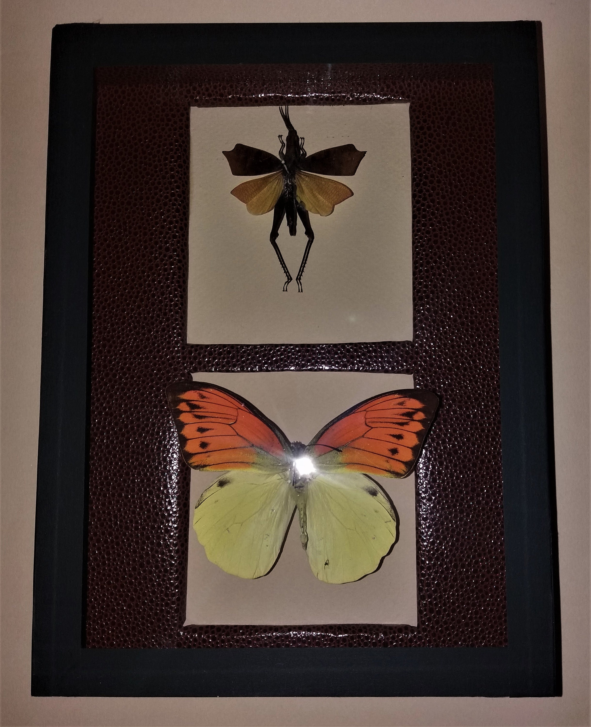 Entomologie Cadre avec Papillon et Sauterelle Trigonopteryx Celebesia