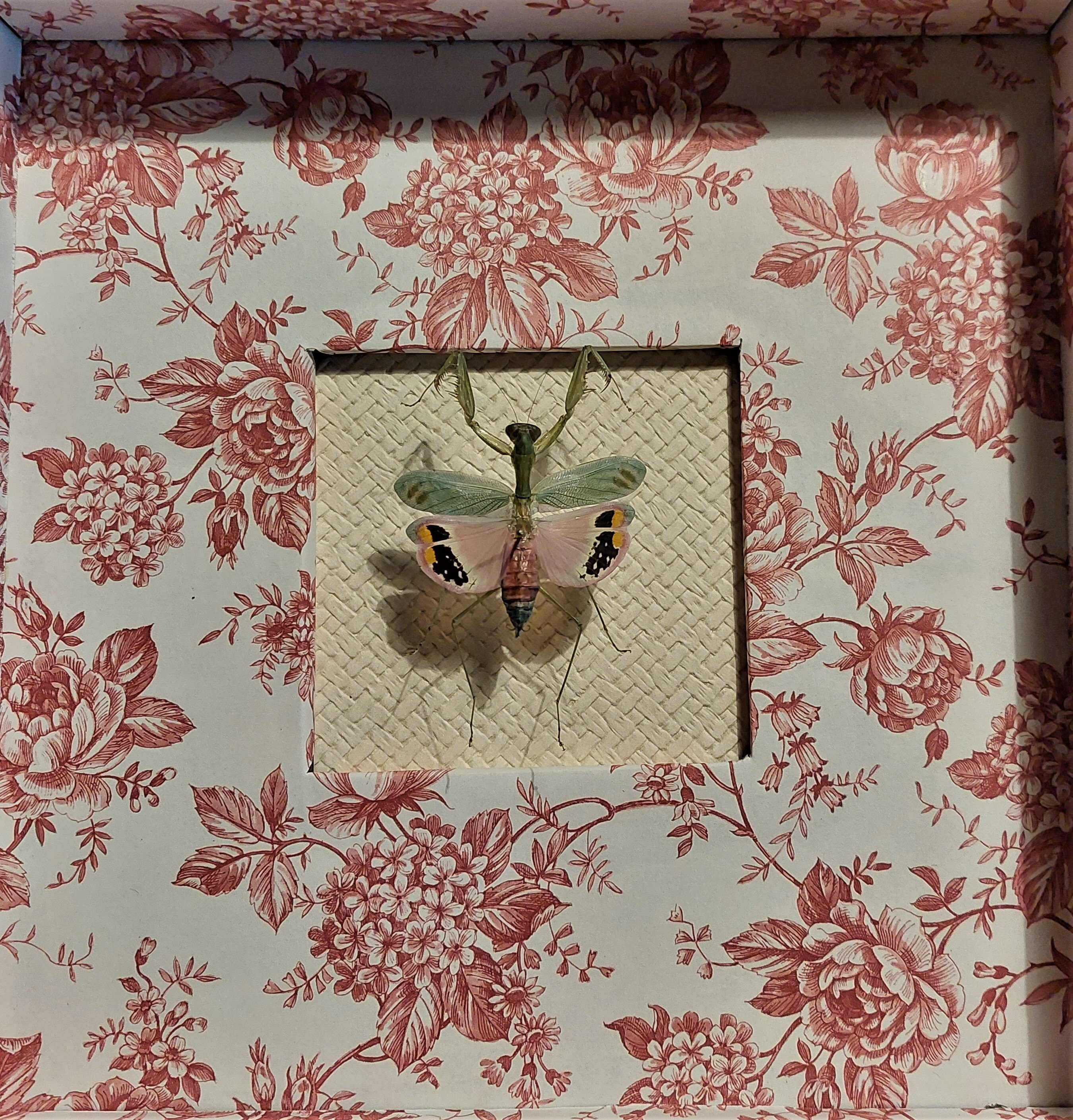 Entomologie Cadre avec Mante Caliris Elegans