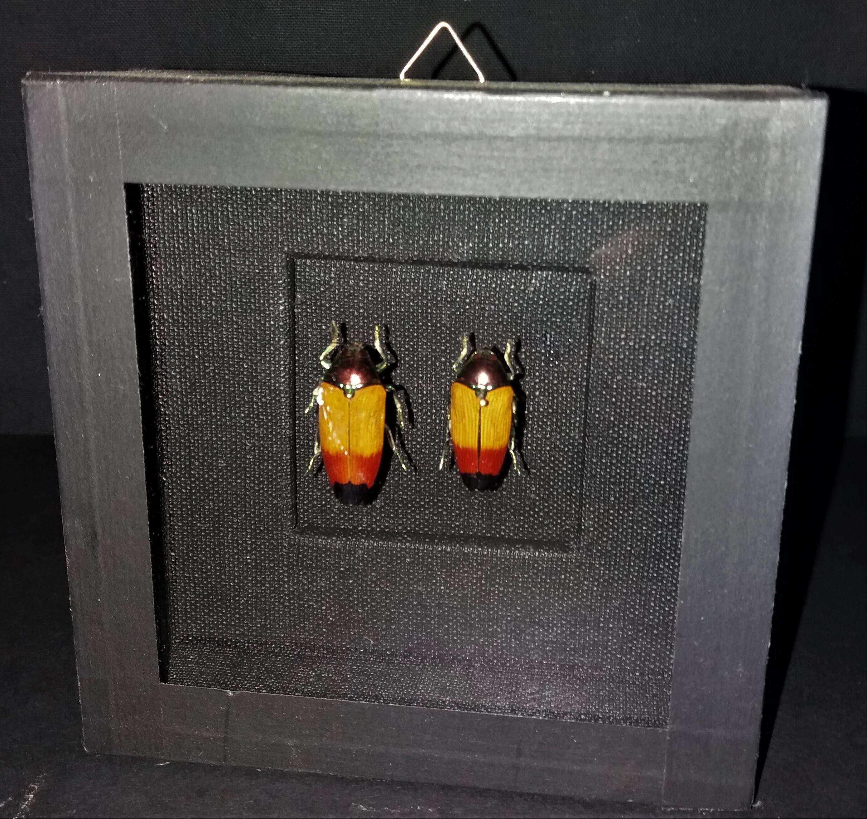 Entomologie Cadre avec Coléoptères Metaxymorpha Apicalis