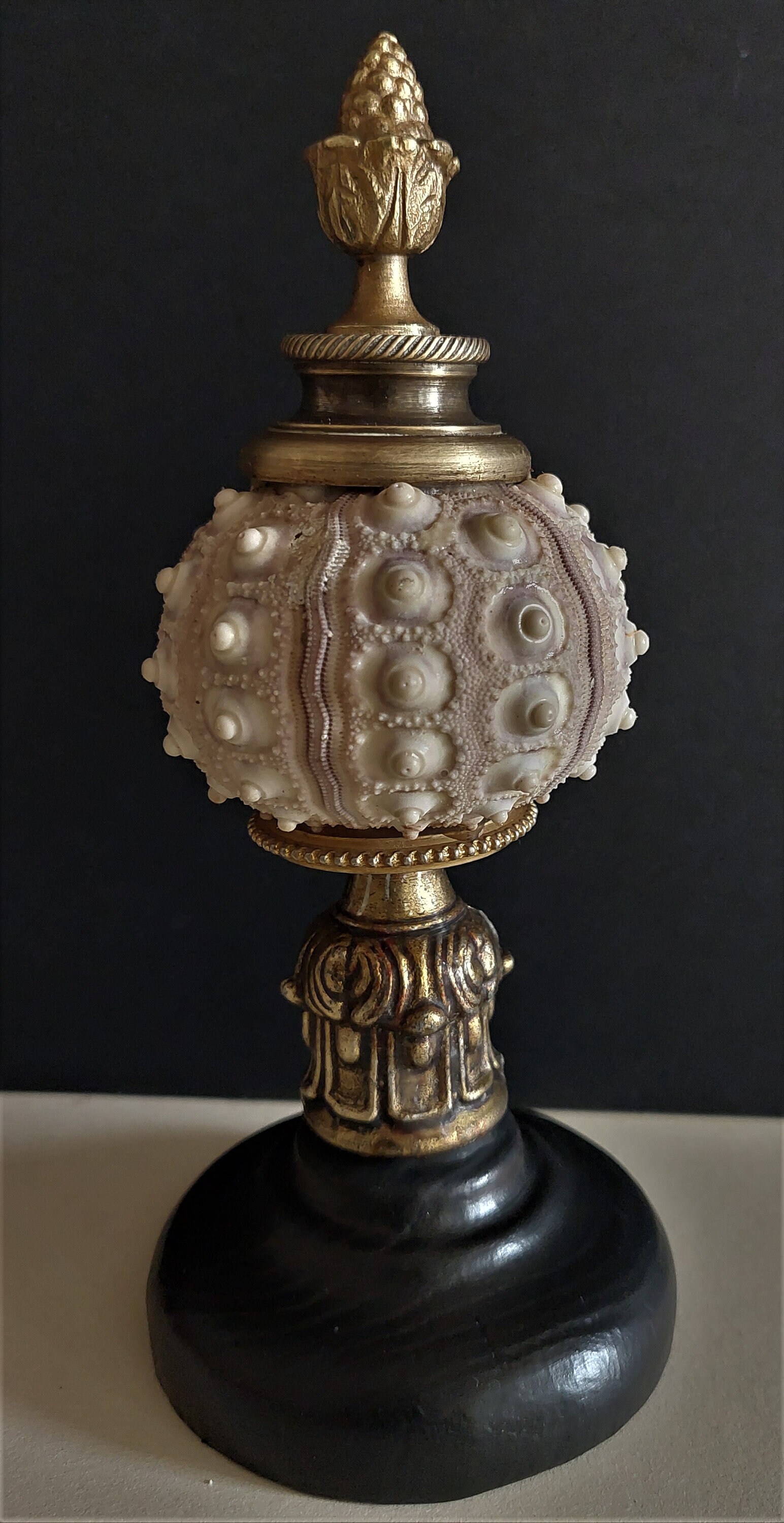 Cabinet de Curiosités Oursin Phyllacanthus Imperialis sur Socle