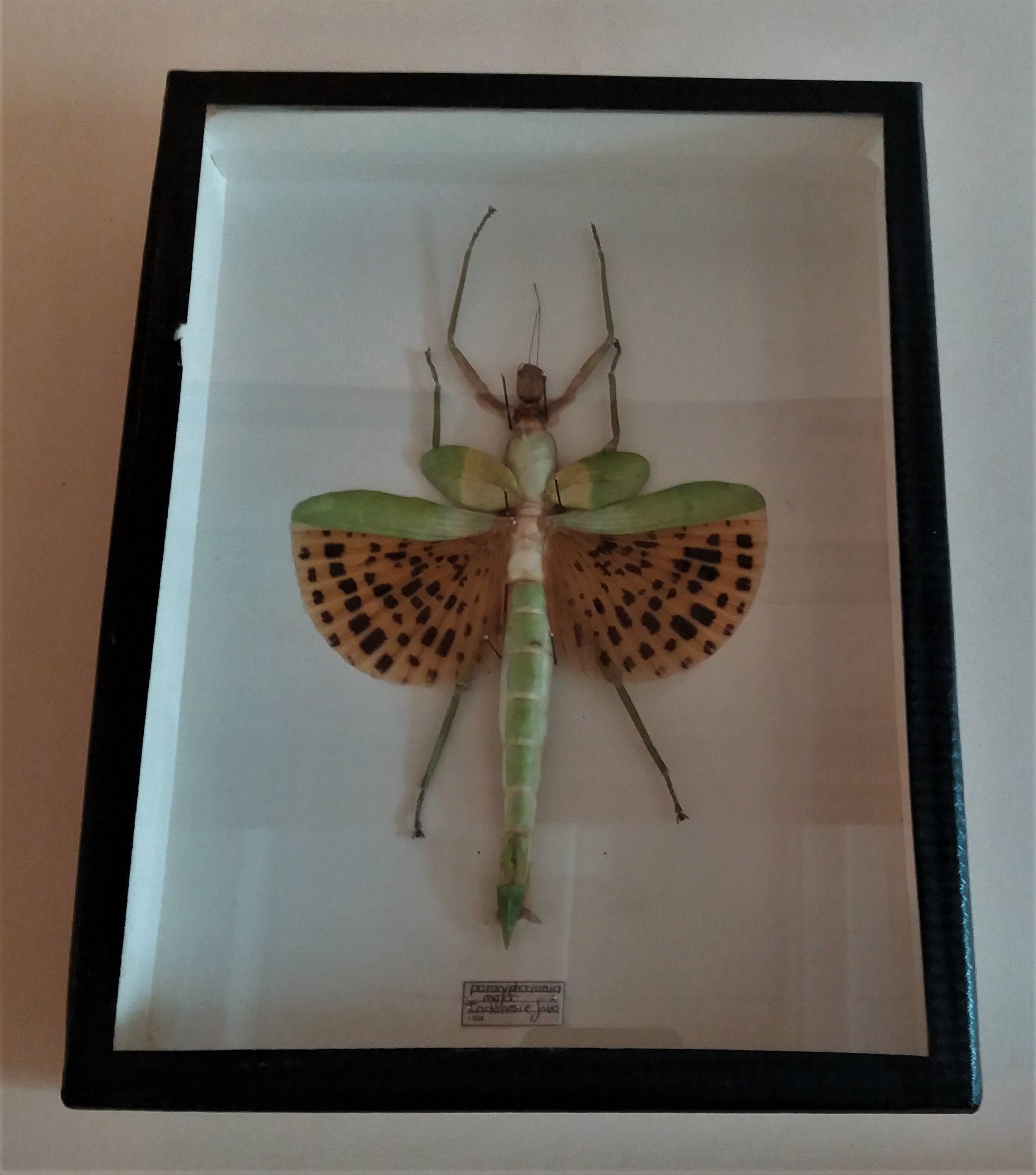 Histoire Naturelle Boîte avec Phasme Paracyphocrania Major