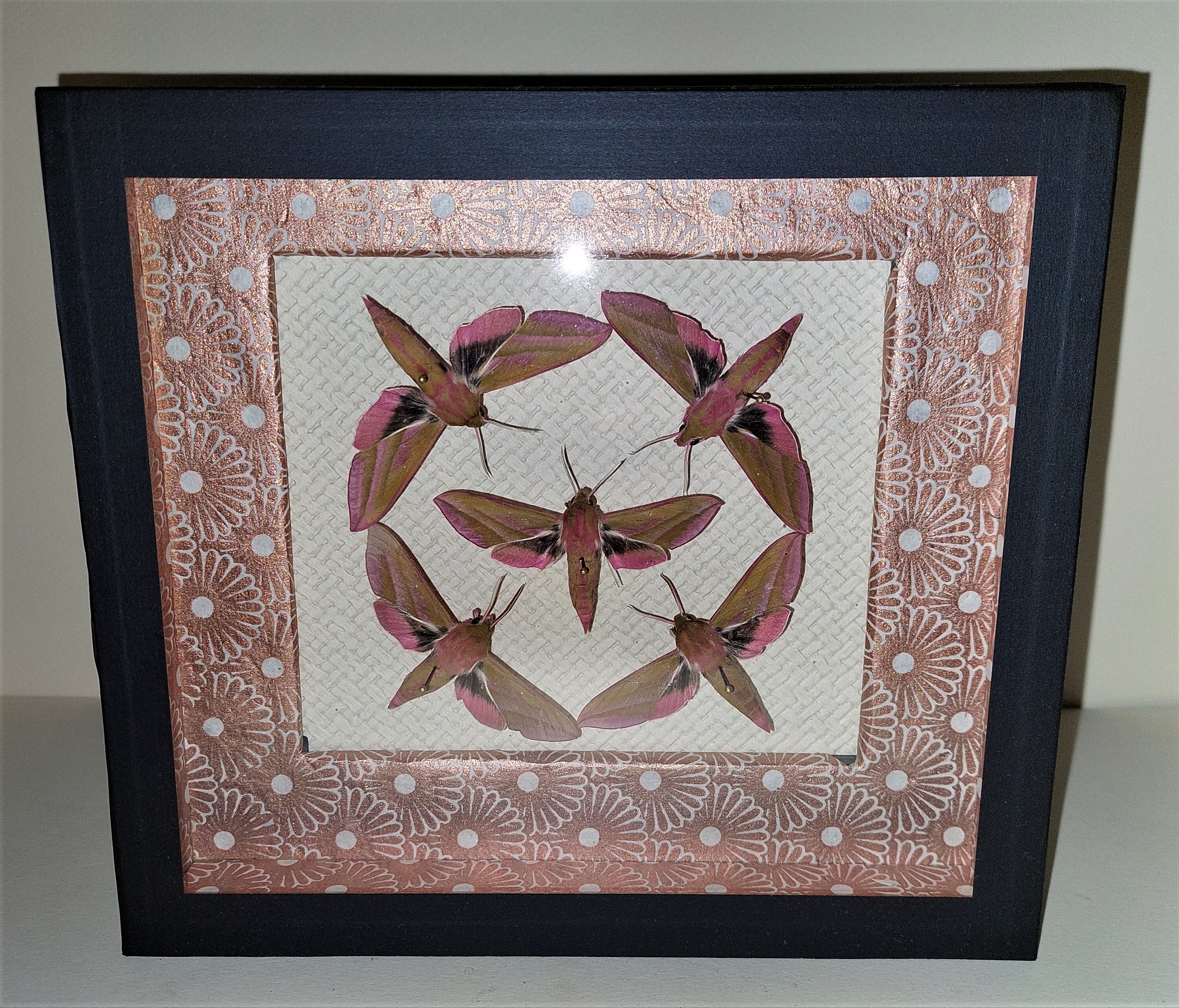 Entomologie Cadre avec Papillons Deilephila Elpenor Grand Sphyns de La Vigne