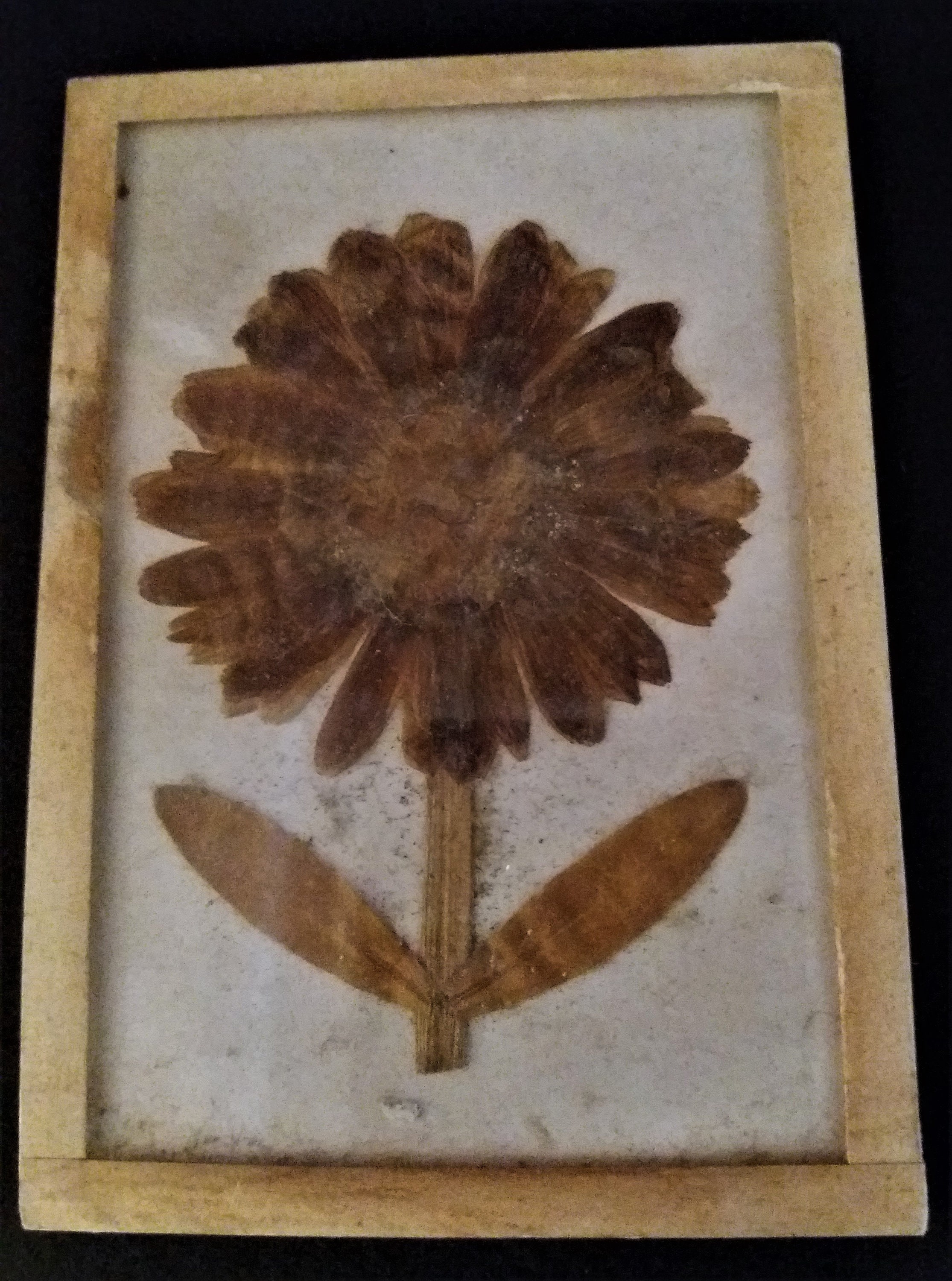 Histoire Naturelle Herbier Années 60