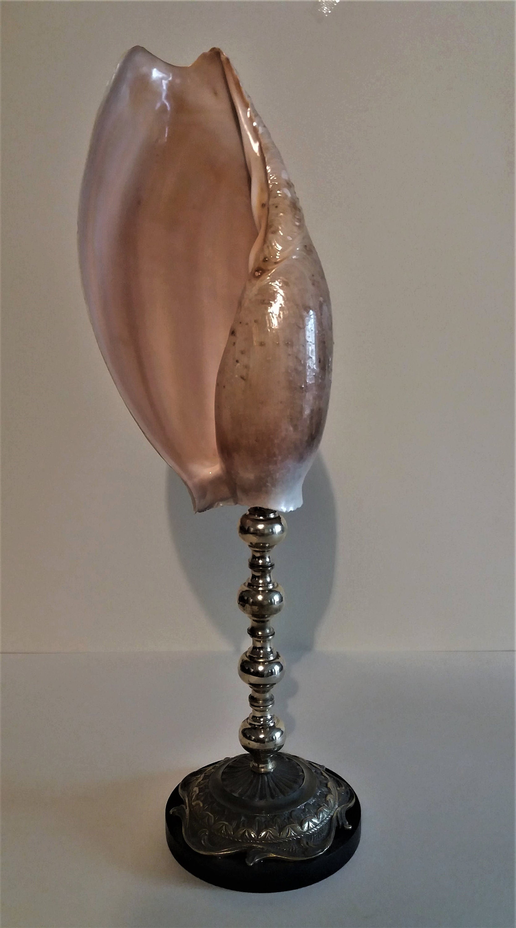 Cabinet de Curiosités Coquillage Cymbium Glans 30 cm sur Socle