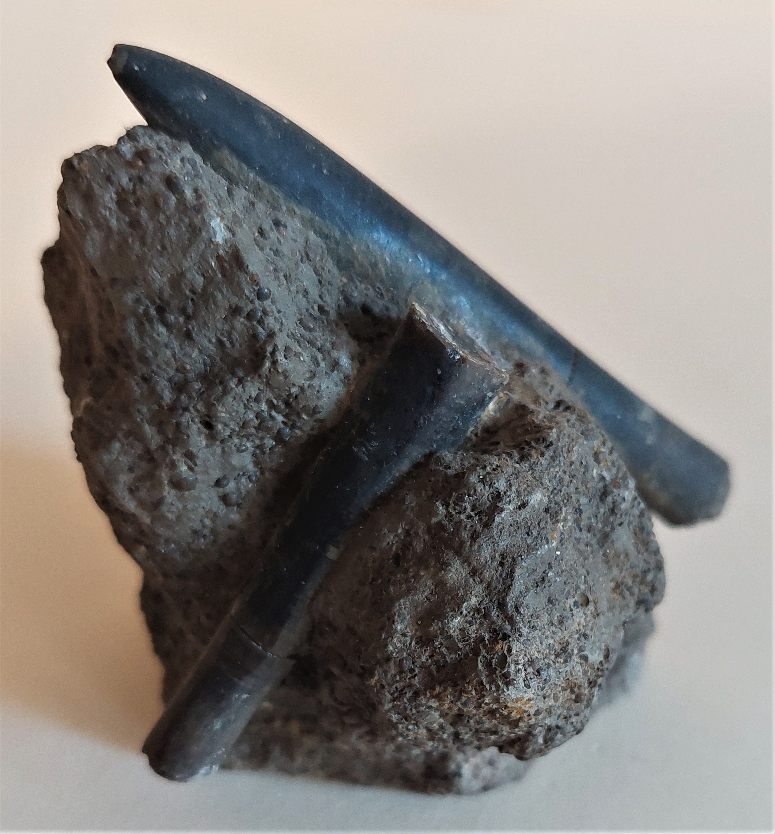 Fossile Bélemnites sur Gangue Nannobelus Acutus Sinémurien 188-183 Ma